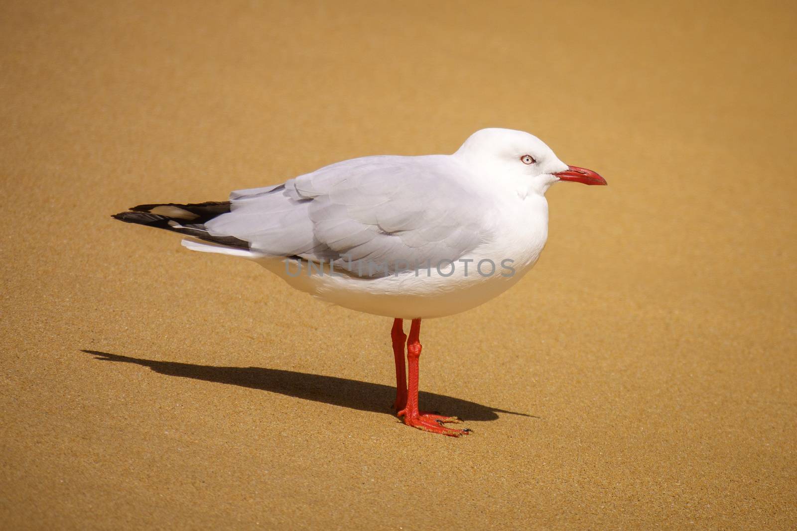 An image of a beautiful seagull at the sandy beach