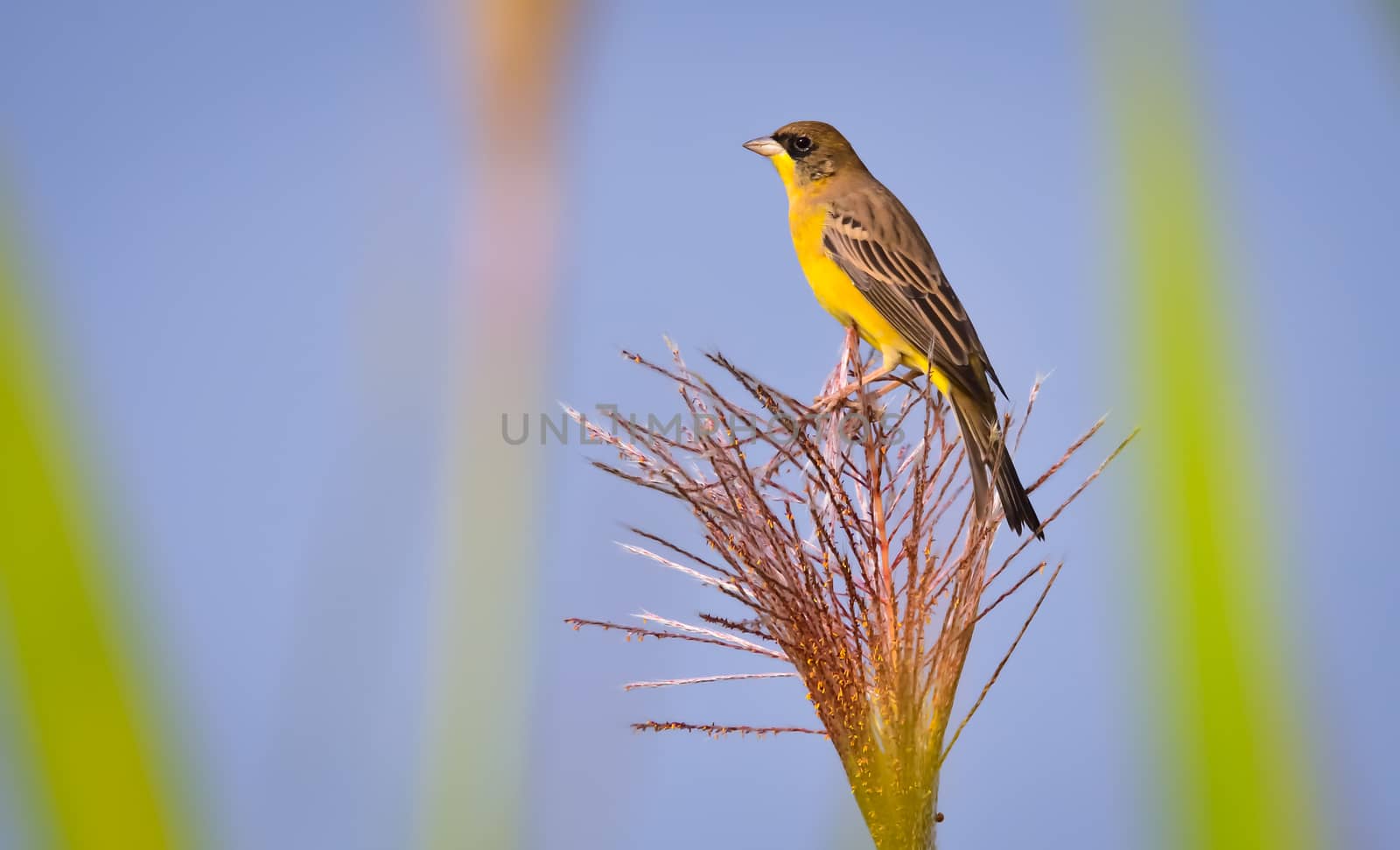 The black-headed bunting is a passerine bird in the bunting family Emberizidae. It breeds in south-east Europe east to Iran and migrates in winter mainly to India