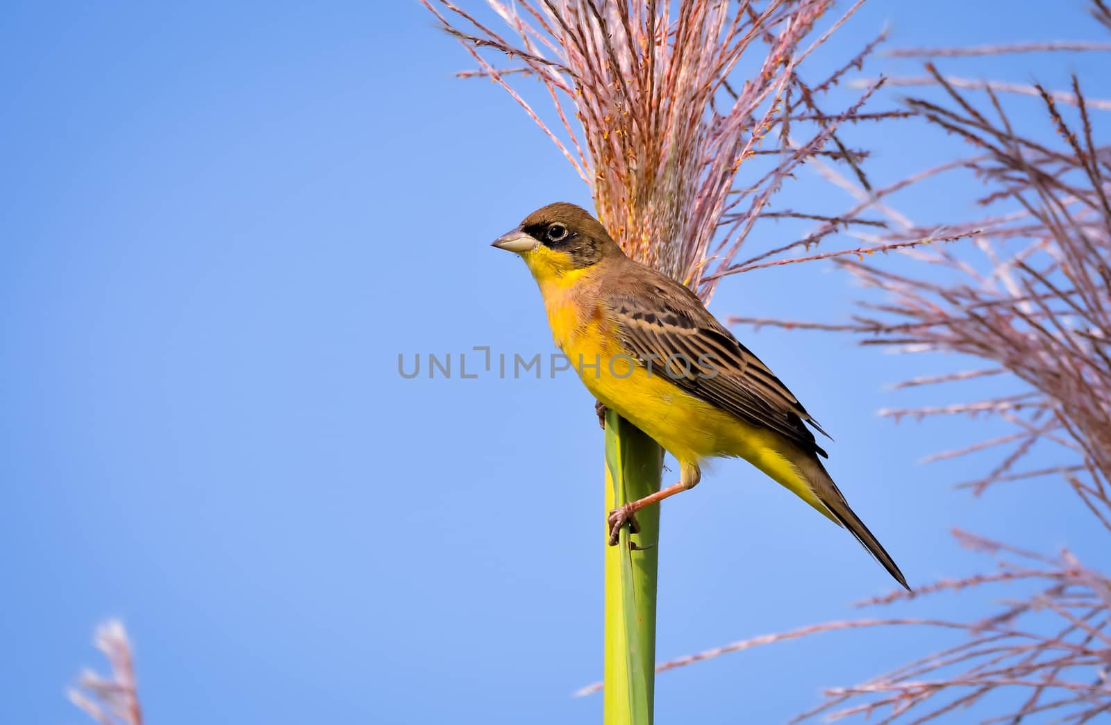 Black-headed bunting perched on field by rkbalaji