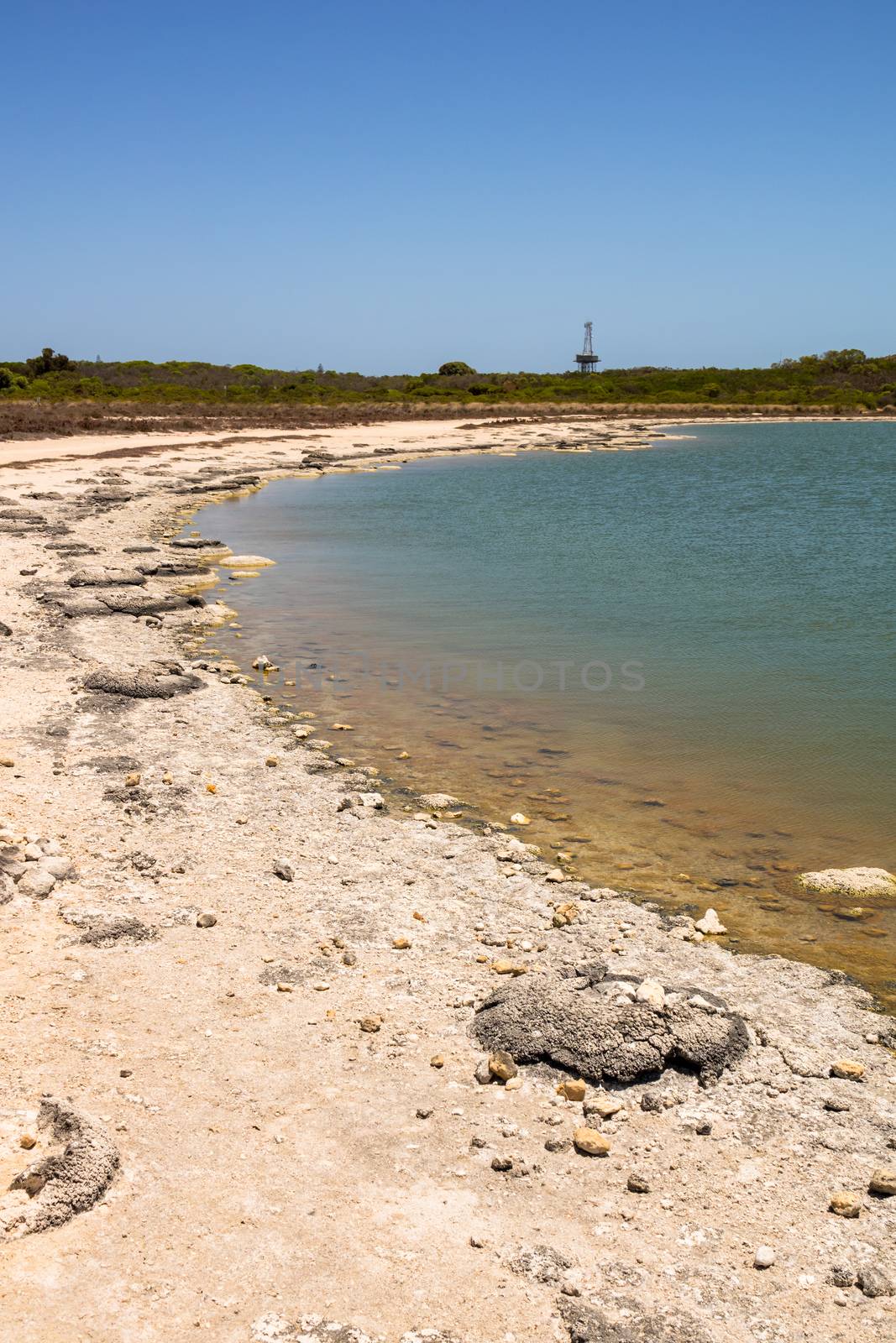 An image of Stromatolites Lake Thetis Western Australia