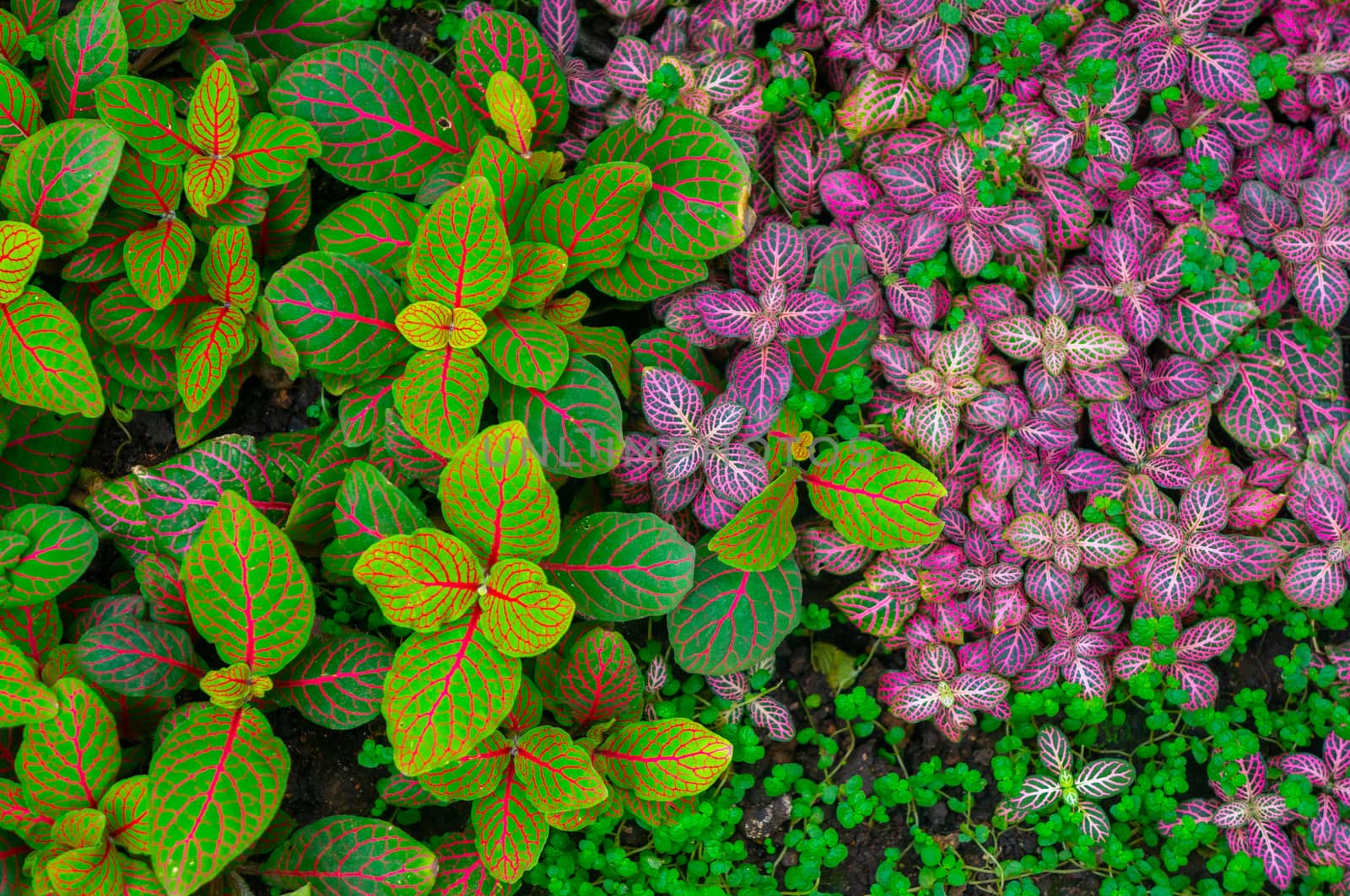 Vibrant green and pink angel nerve plant growing thick over the ground. Bright pink leaf veins in shot in daylight at Charles University Botanical gardens