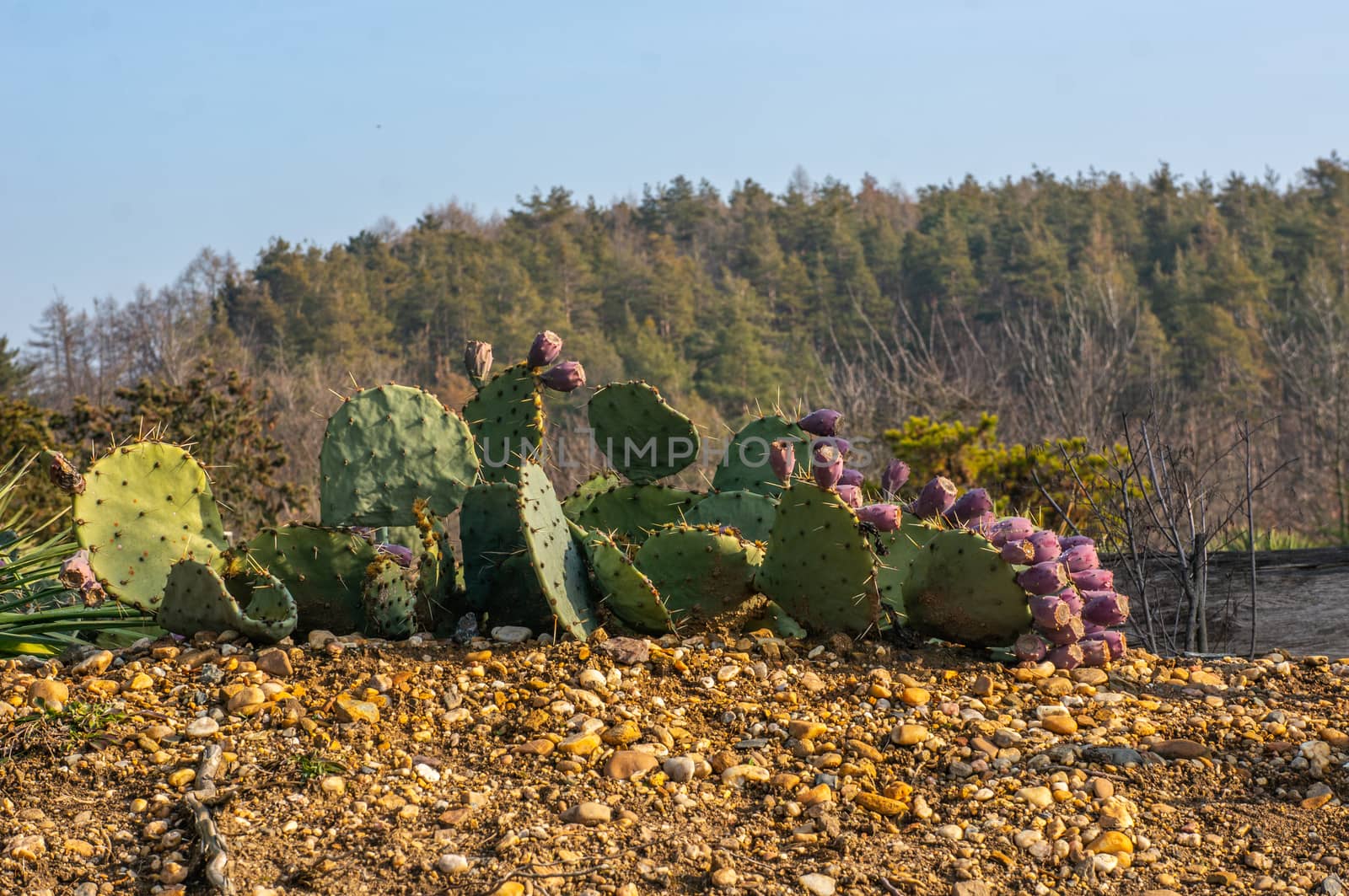 Horizon of vibrant green prickly pear, Opuntia cactus in a row with pink fruits growing on them. Saturated colours and warm light on the beige gravel in the forground.