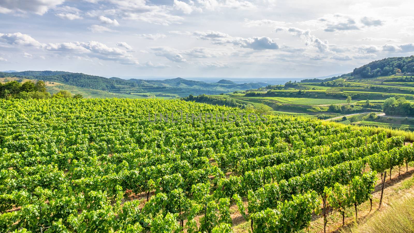 An image of an aerial view vineyard scenery at Kaiserstuhl Germany