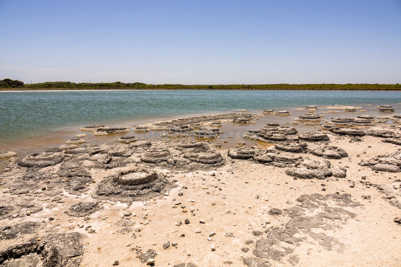 Stromatolites Lake Thetis Western Australia by magann