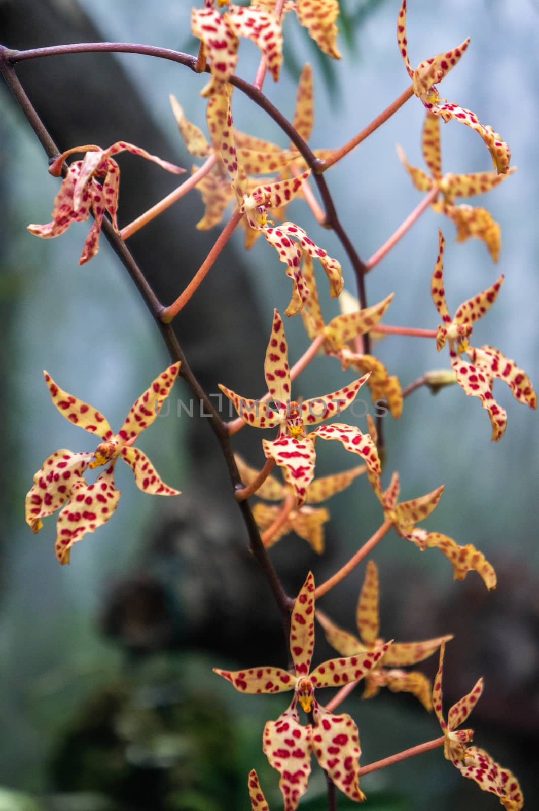 Red dotted yellow moth orchids "Renanthera monachica" by sara_lissaker