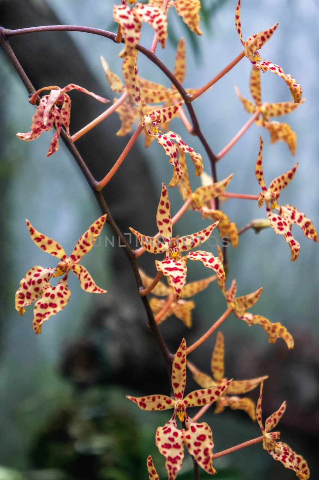 Red dotted yellow moth orchids "Renanthera monachica" growing on dark branches with neutral background. Vibrant colours shot in daylight in macro.