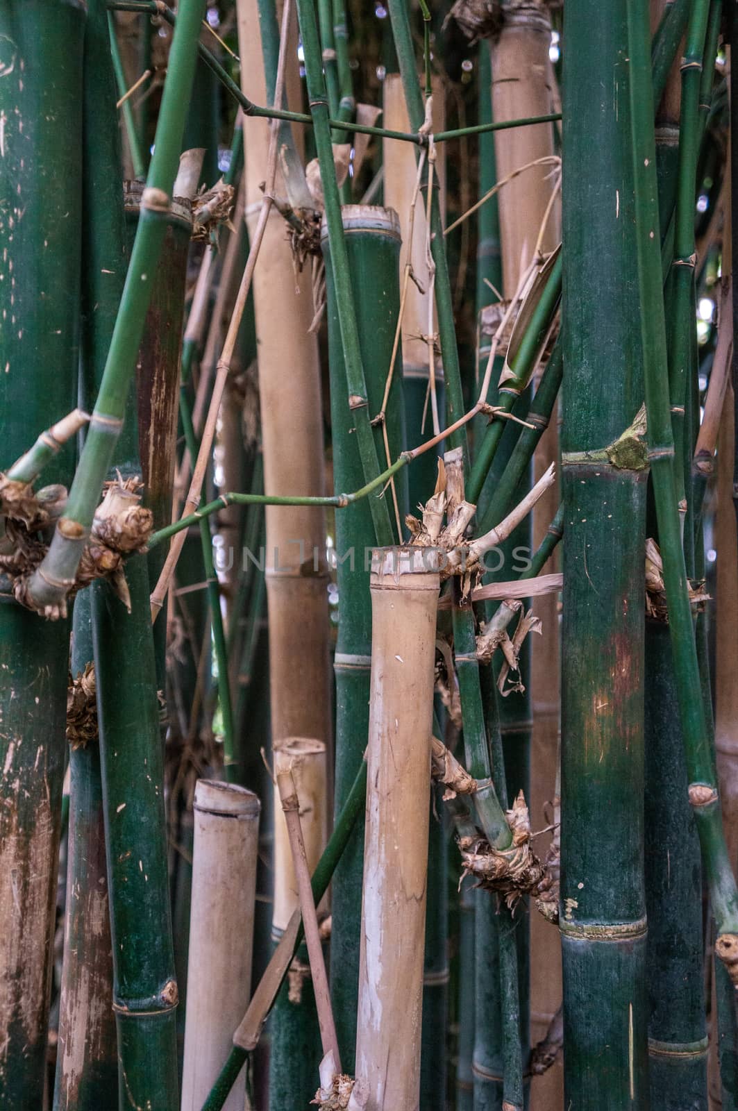 Bamboo stalk background in dark green and beige vibrant colours. Artifical abstract rainforest in daylight.