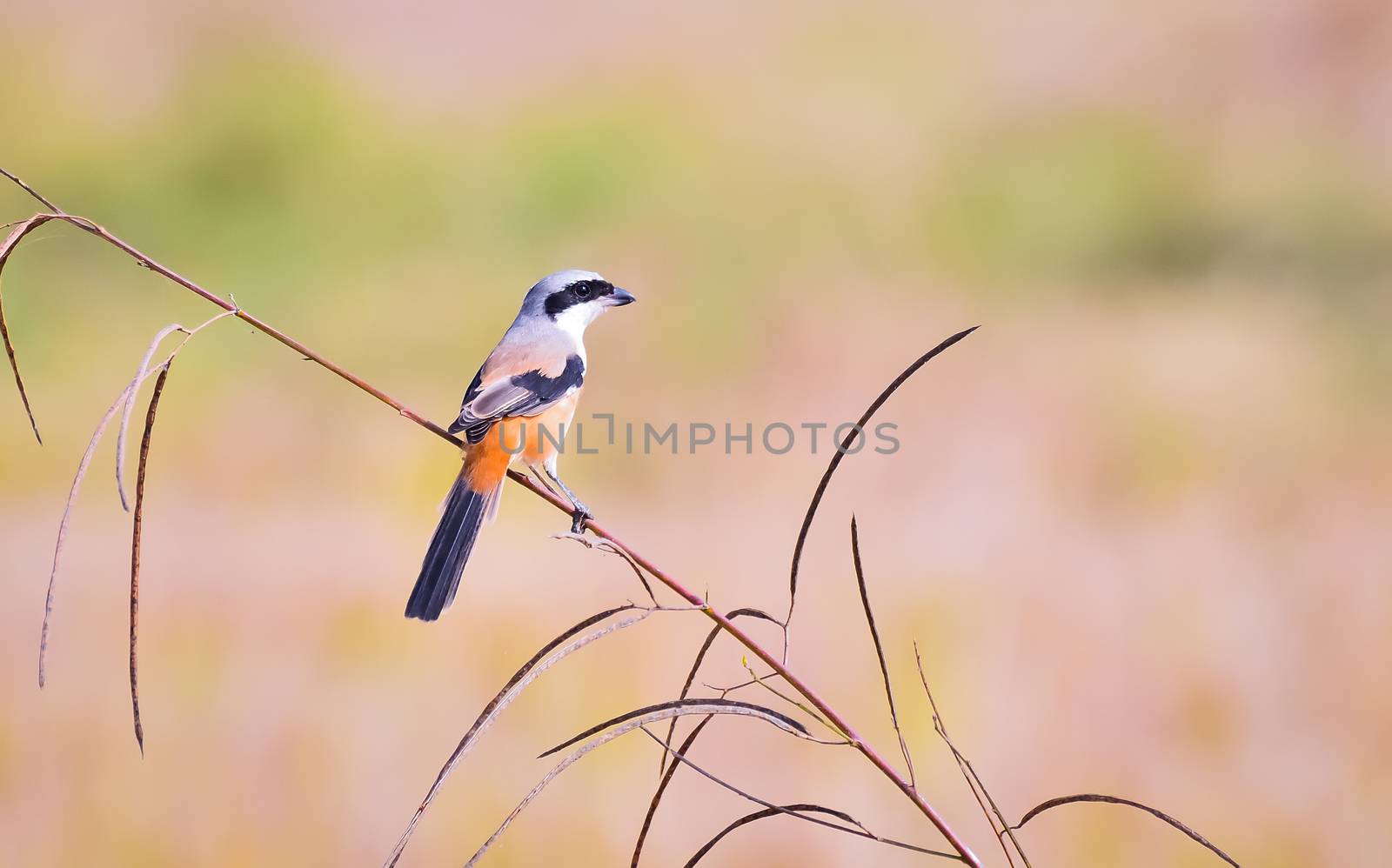 The long-tailed shrike or rufous-backed shrike is a member of the bird family Laniidae, the shrikes.