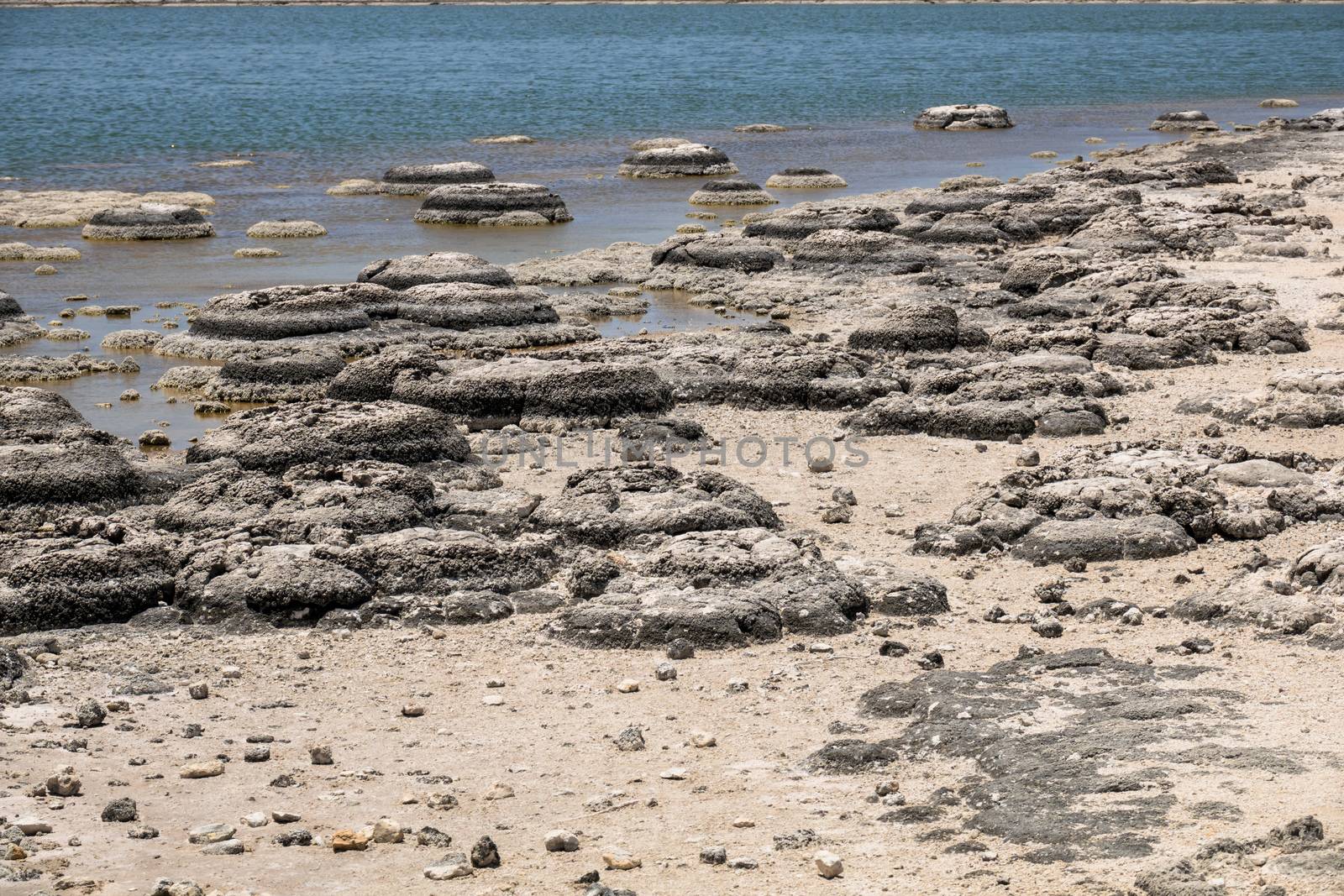 An image of Stromatolites Lake Thetis Western Australia
