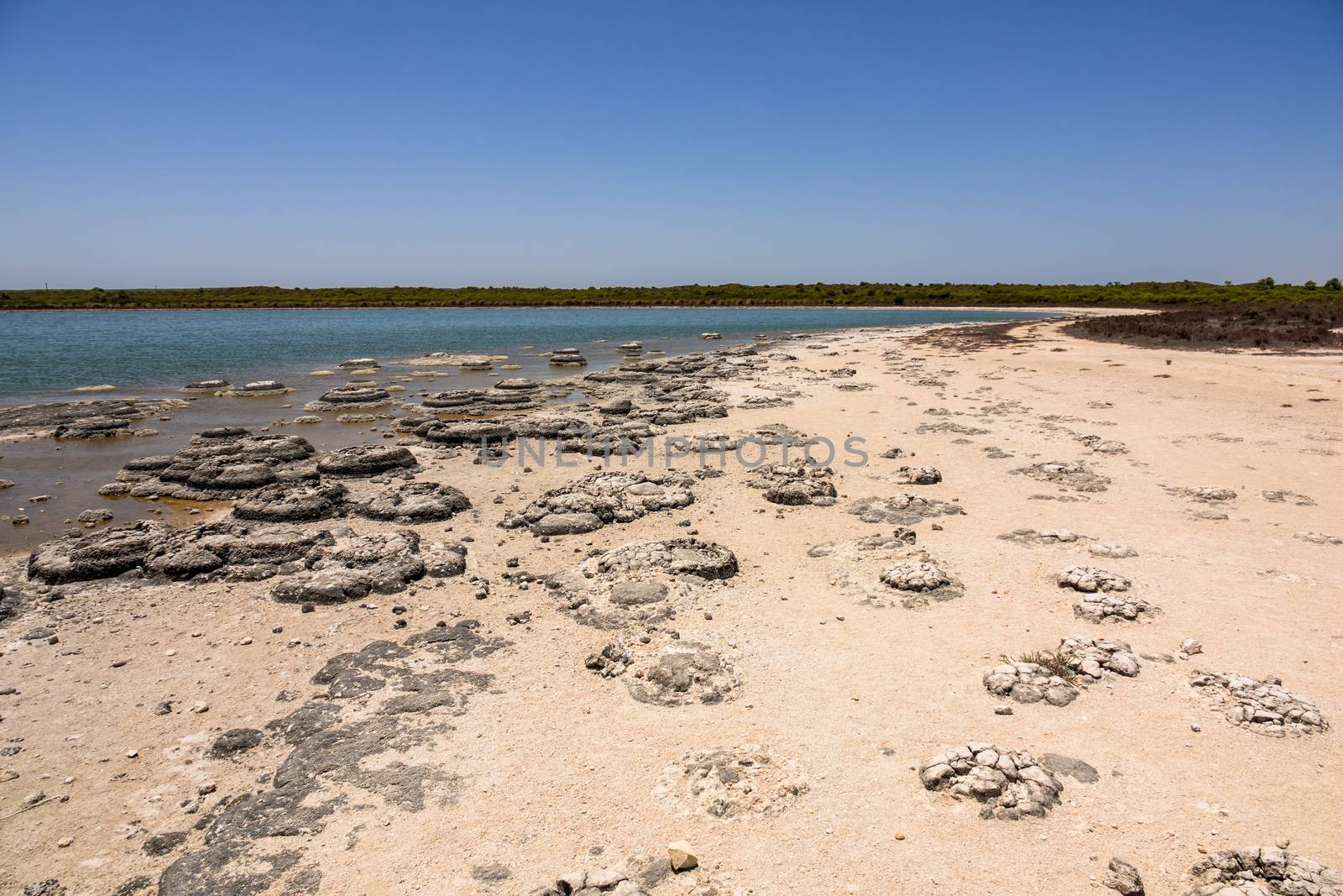 An image of Stromatolites Lake Thetis Western Australia