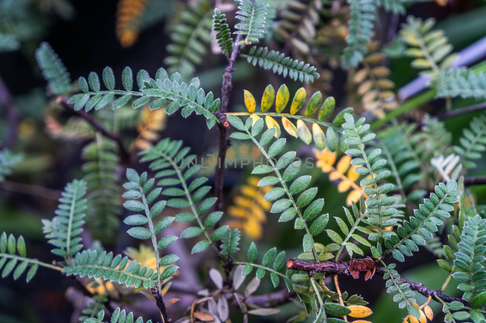 Green and yellow pinnate leaf ground shrub backdrop. Shot in macro in natural daylight with blurred out background. Different depths of field and brown branches.