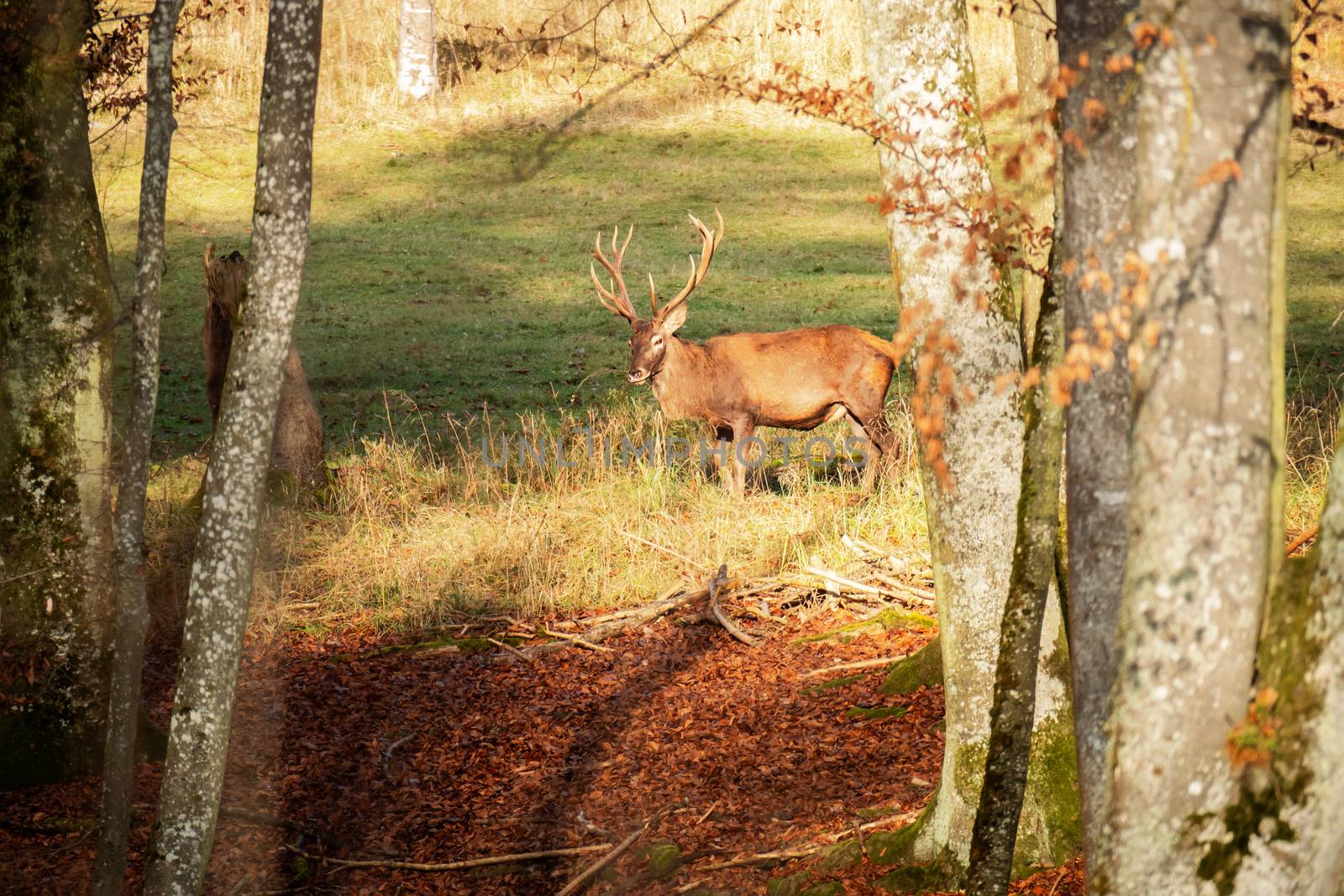 An image of a stag in the forest