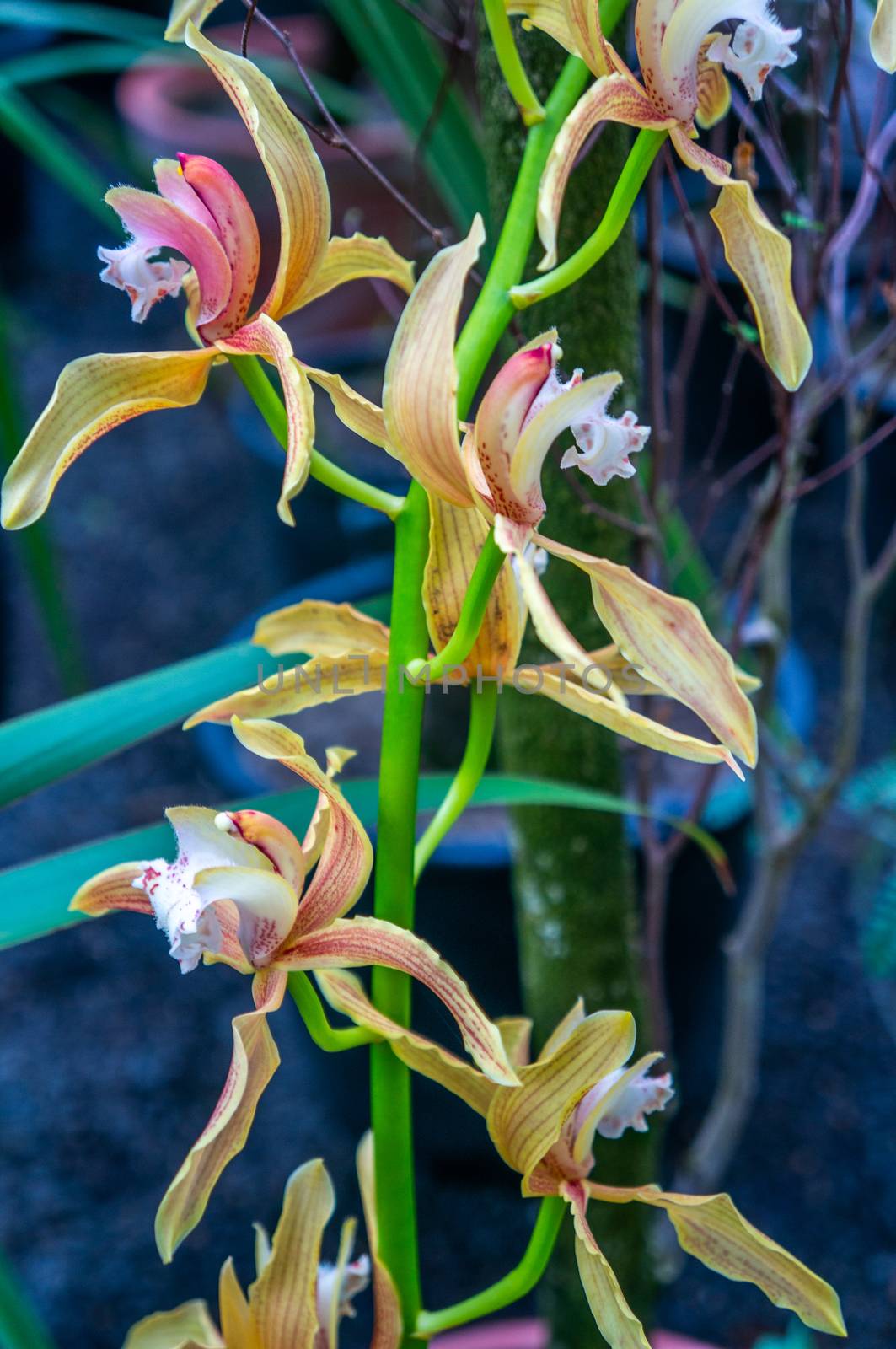 Vibrant coloured moth orchids on intense light green branch by sara_lissaker