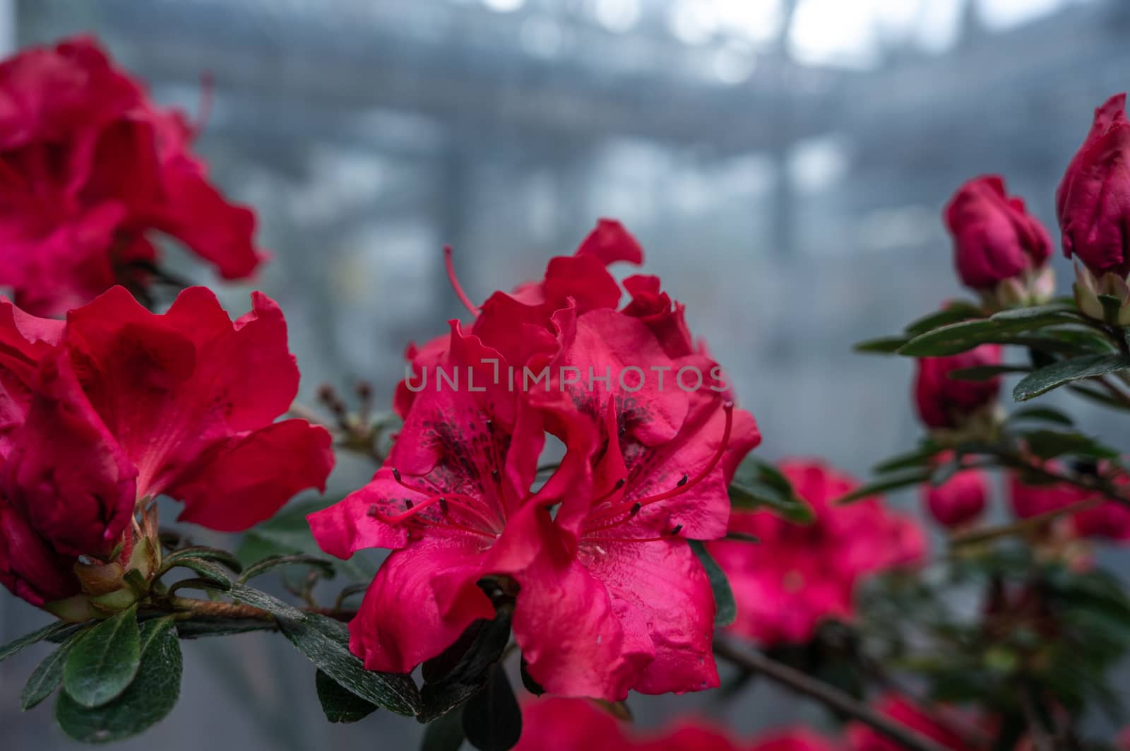 Macro photo of deep dark pink rhododendron simsii flowers on busch by sara_lissaker