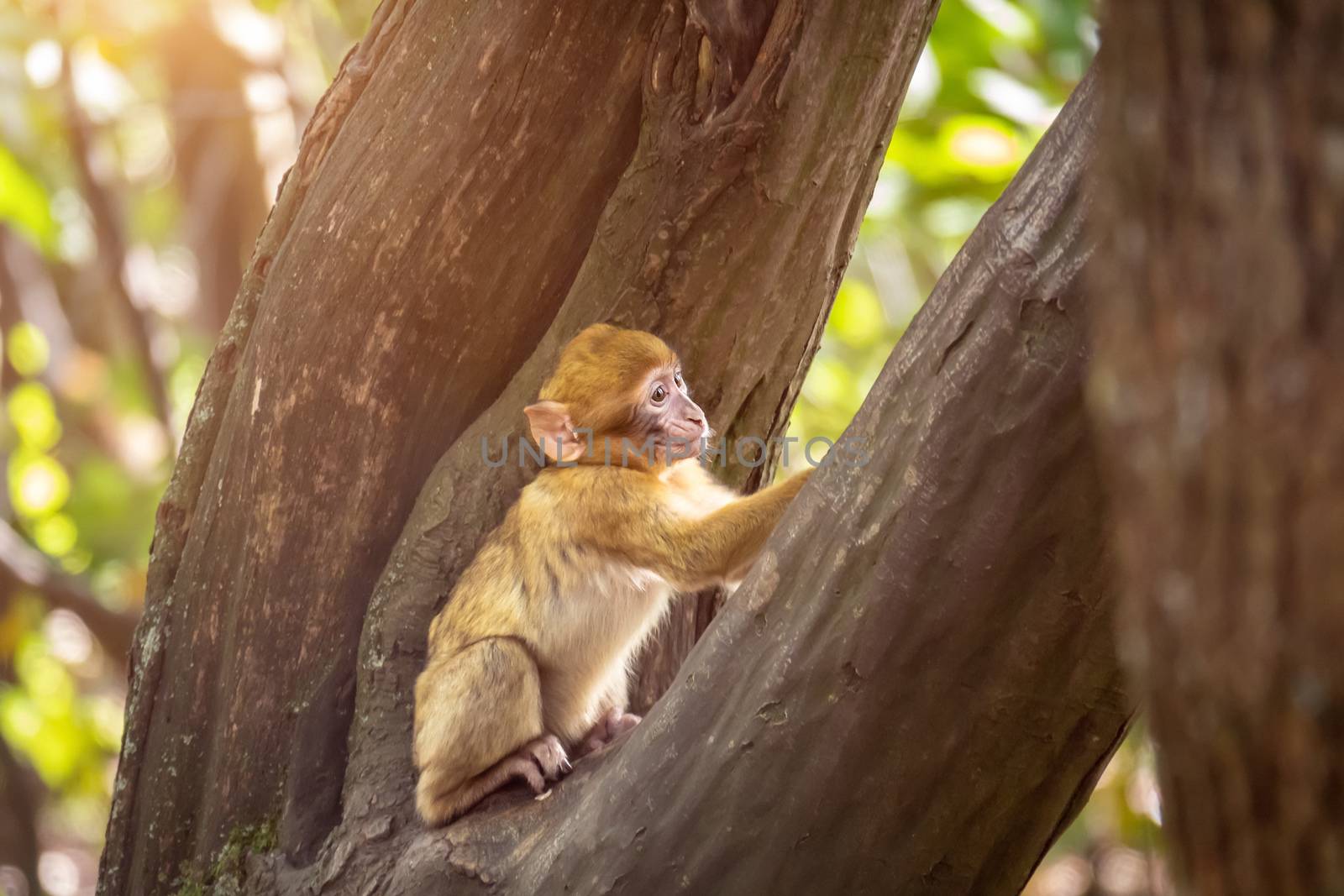 An image of a Barbary macaque in the forest