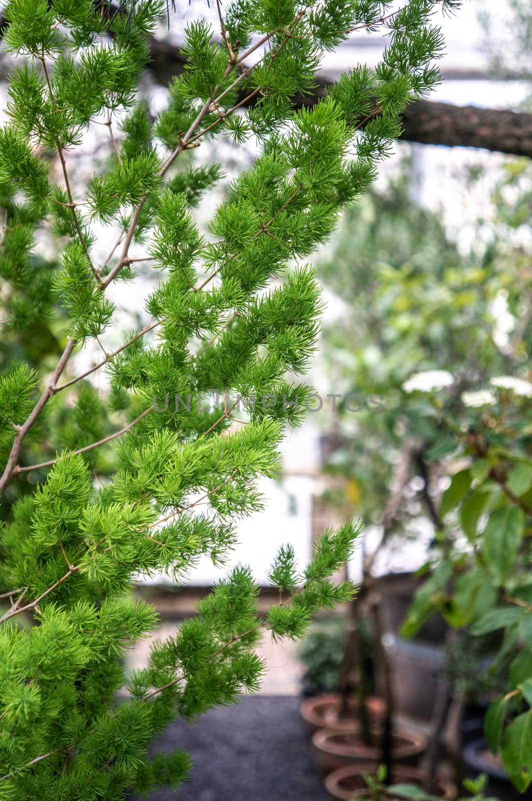 Small green pine tree shot in macro on blurred background. Sunlight from background in greenhouse garden and branches coming in from the side.