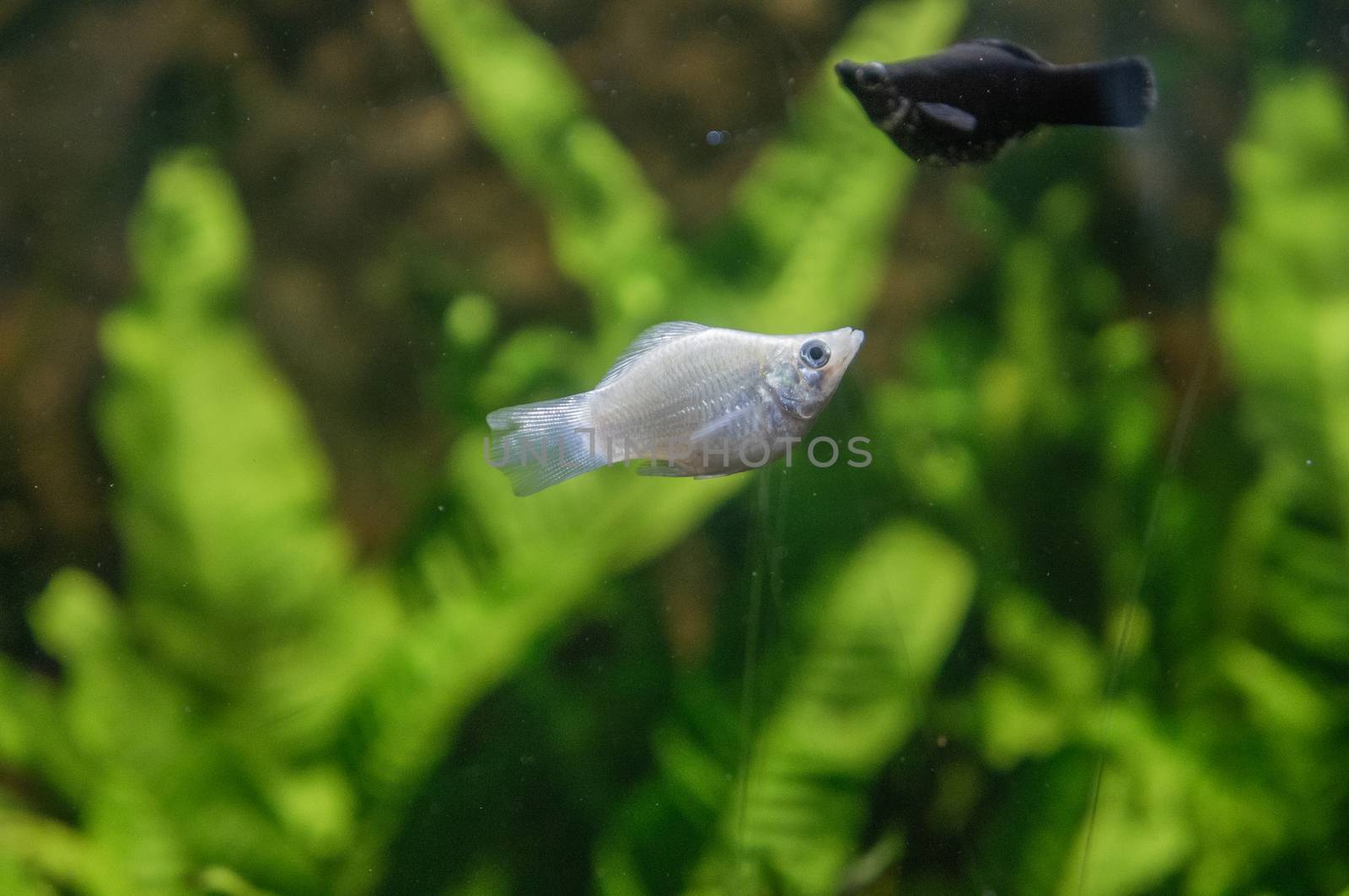 Albino tiger barb freshwater fish in a tropical aquarium in macro. Black Molly fish in the background shot in artifical light with green leaves blurred out.