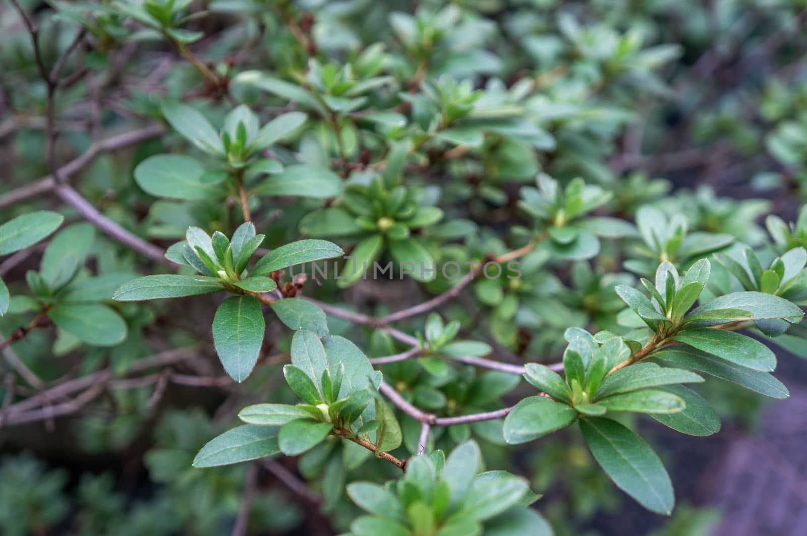 Macro backdrop of deep green evergreen shrub Indian Hawthorn by sara_lissaker