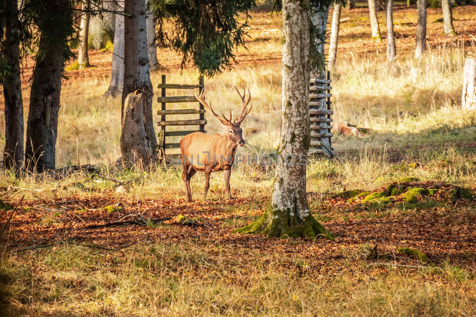 stag in the forest by magann