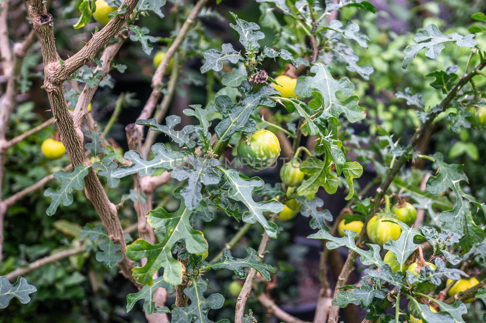 Green fruit plant with thorned branches and green/yellow fruits. Backdrop style with different depths of field shot in natural light.