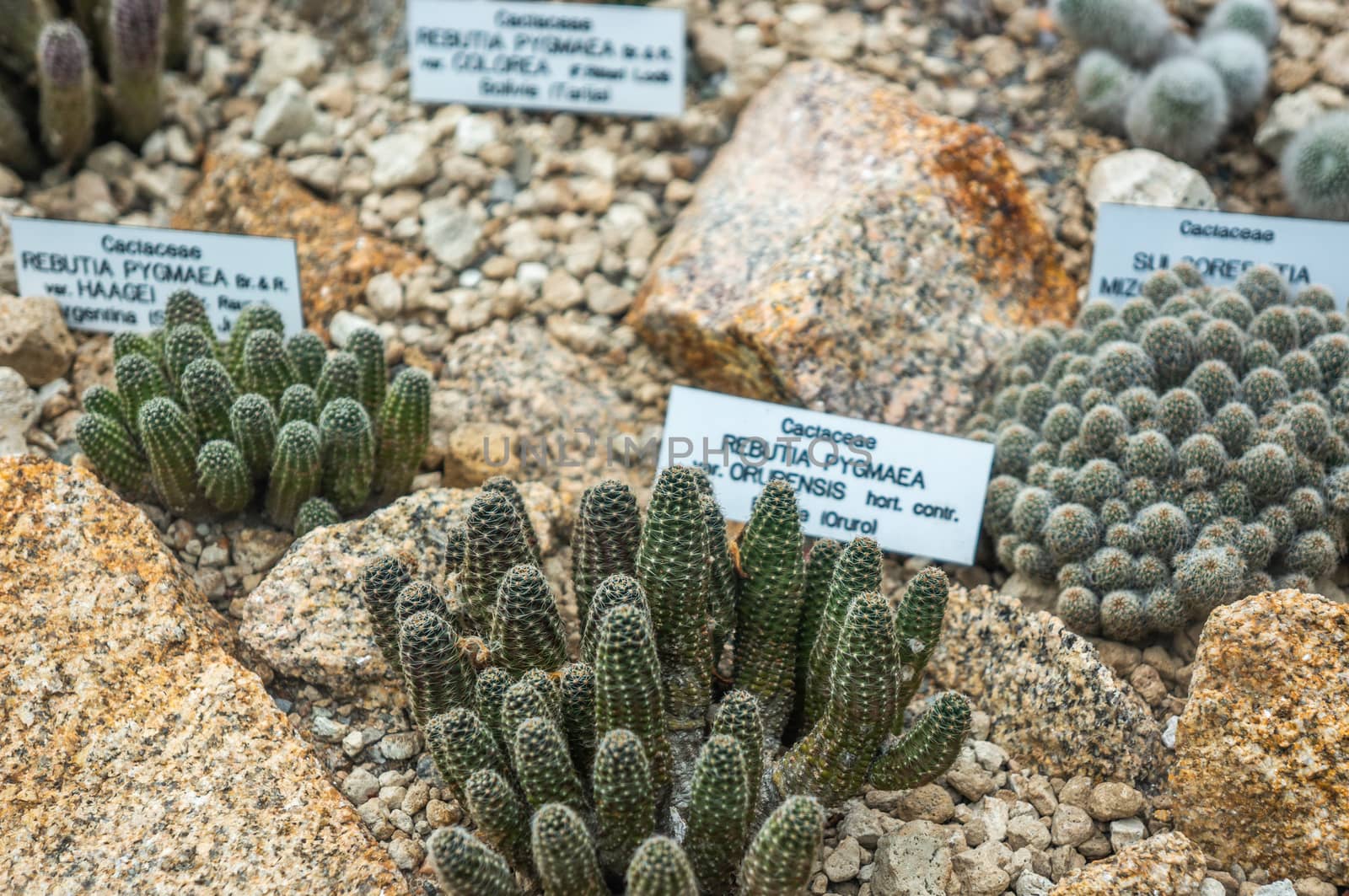 Clusters of different small cactus plant variants in a display by sara_lissaker