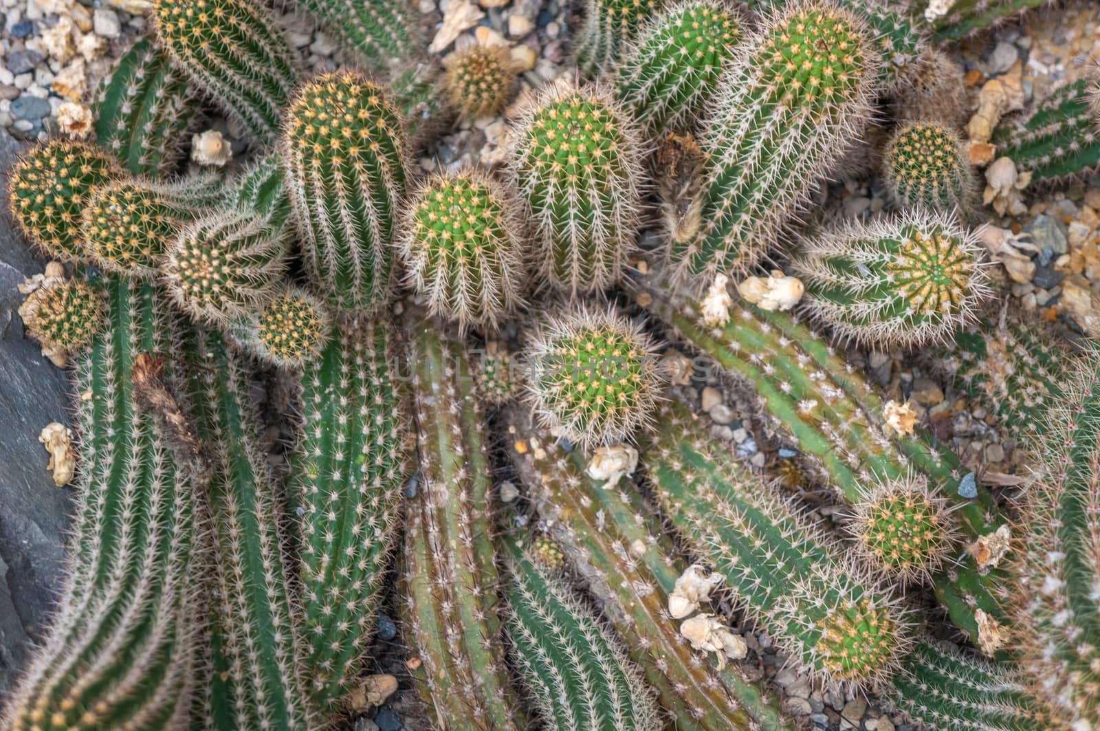 Cactus backdrop shot from above