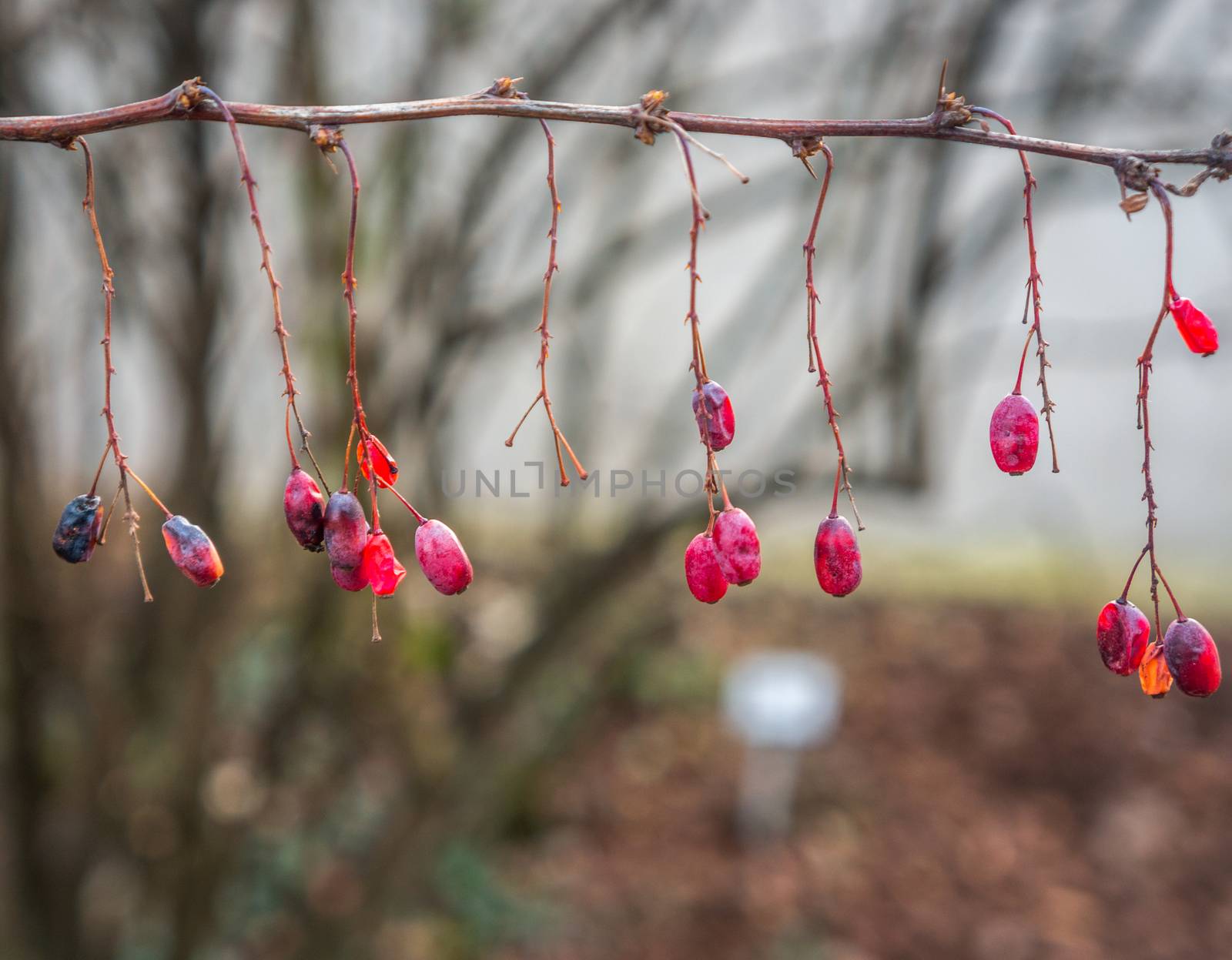 Close up of small red dried berries on a barren branch going horizontally. Sunlight from behind for a soft and warm theme. Shot at the Botanical Gardens, Troja, Prague.