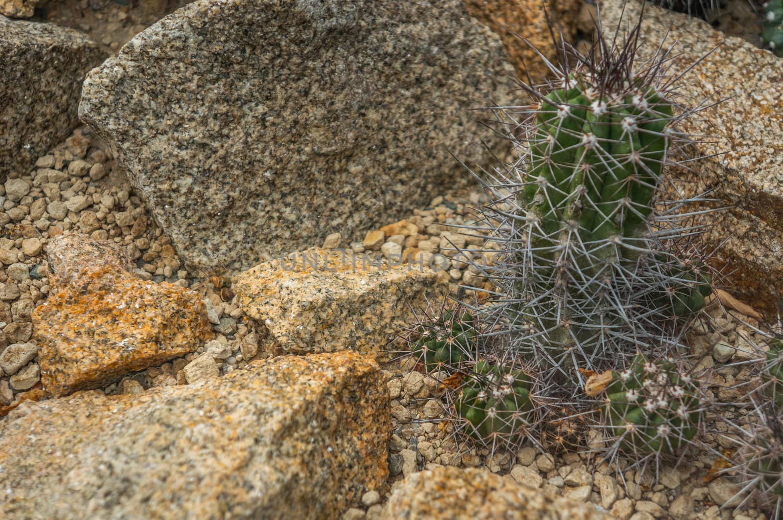 Small group of  green "copiapoa echinata" cactus plants with yellow needles. Yellow and orange rocks in daylight as background and in foregorund.