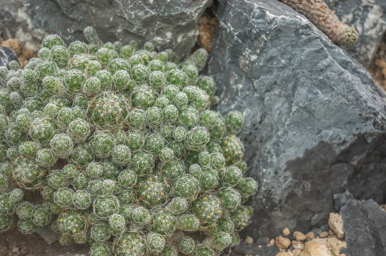 Large cluster of green thimble cactus "mammillaria gracilis" by sara_lissaker
