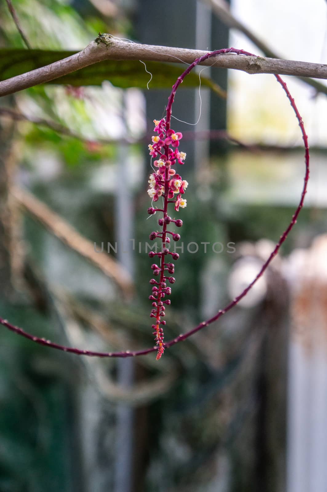 Macro shot of dark pink "Trichostigma peruviana" vine with small flowers on tropical background. Vine wrapped around branch shot in natural sunlight.