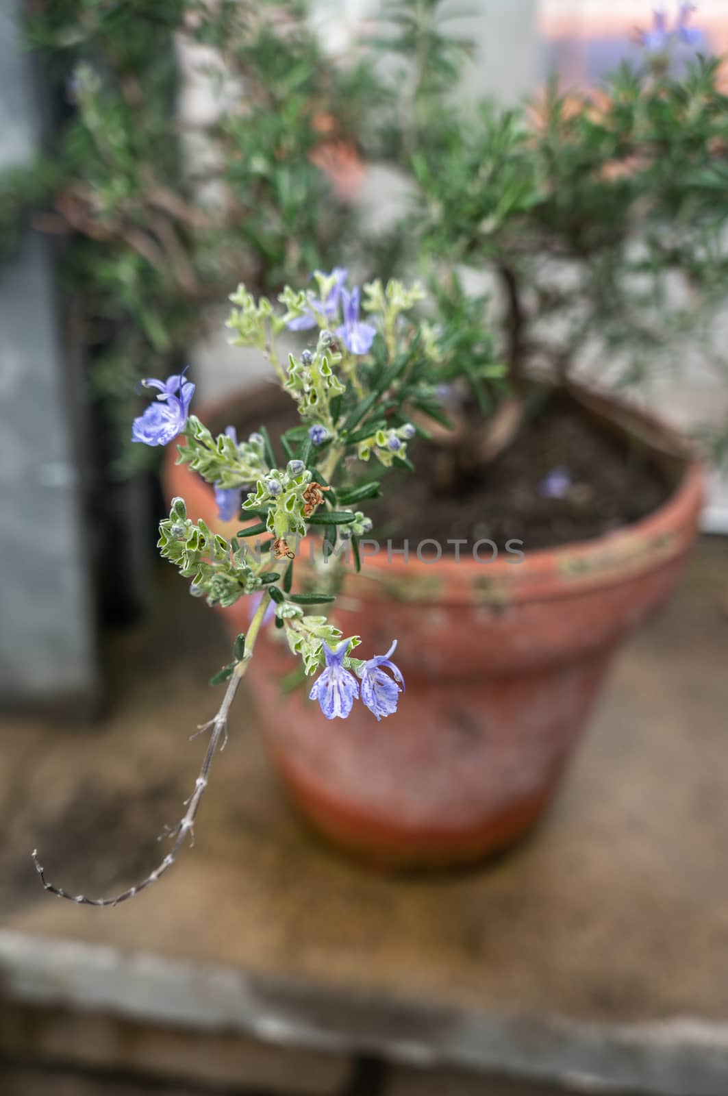Close up with selcetive focus of rosemary flowers on branch in urban garden. Shot in natural light in clay pot in kitchen garden.