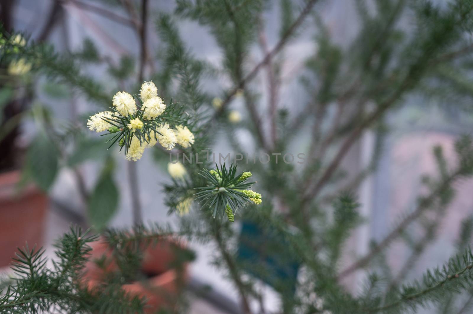 Macro photo of small Australian Bottle Brush flowers in yellow by sara_lissaker