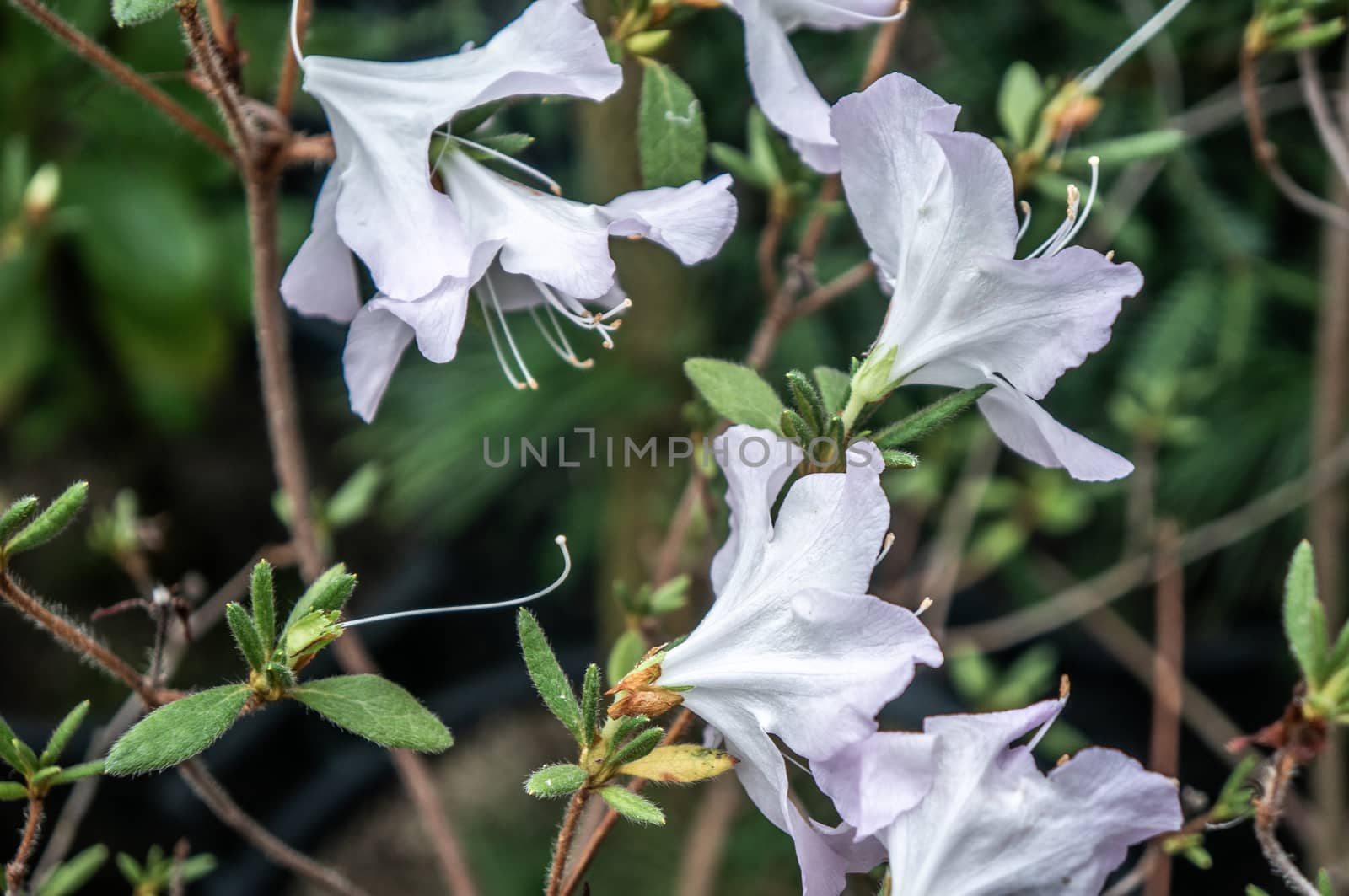 Bright white rhododendron bell shaped flowers in minimalist style shot in macro. Blurred green background in natural daylight and small dark leaves on brown branches.