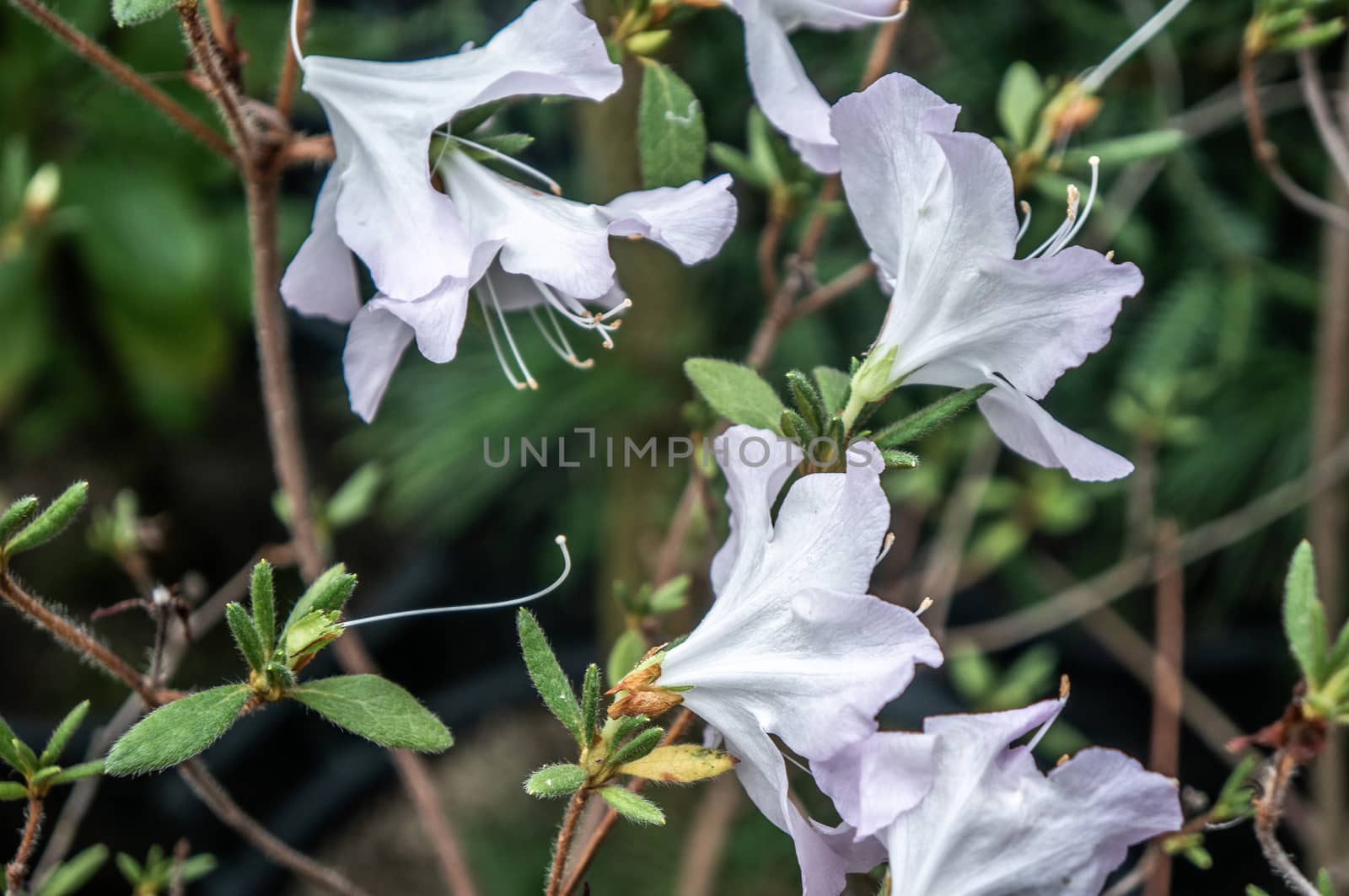 Bright white rhododendron bell shaped flowers in minimalist style shot in macro. Blurred green background in natural daylight and small dark leaves on brown branches.
