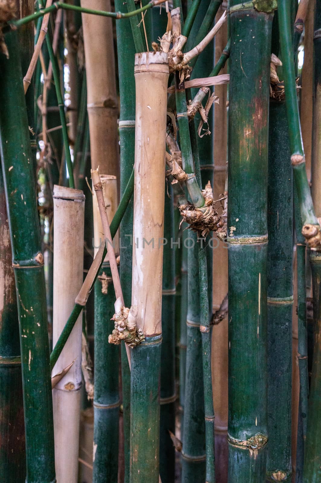 Dark green and beige bamboo jungle background scene. Abstract rainforest in natural light with vertical bamboo stalks at different depths.
