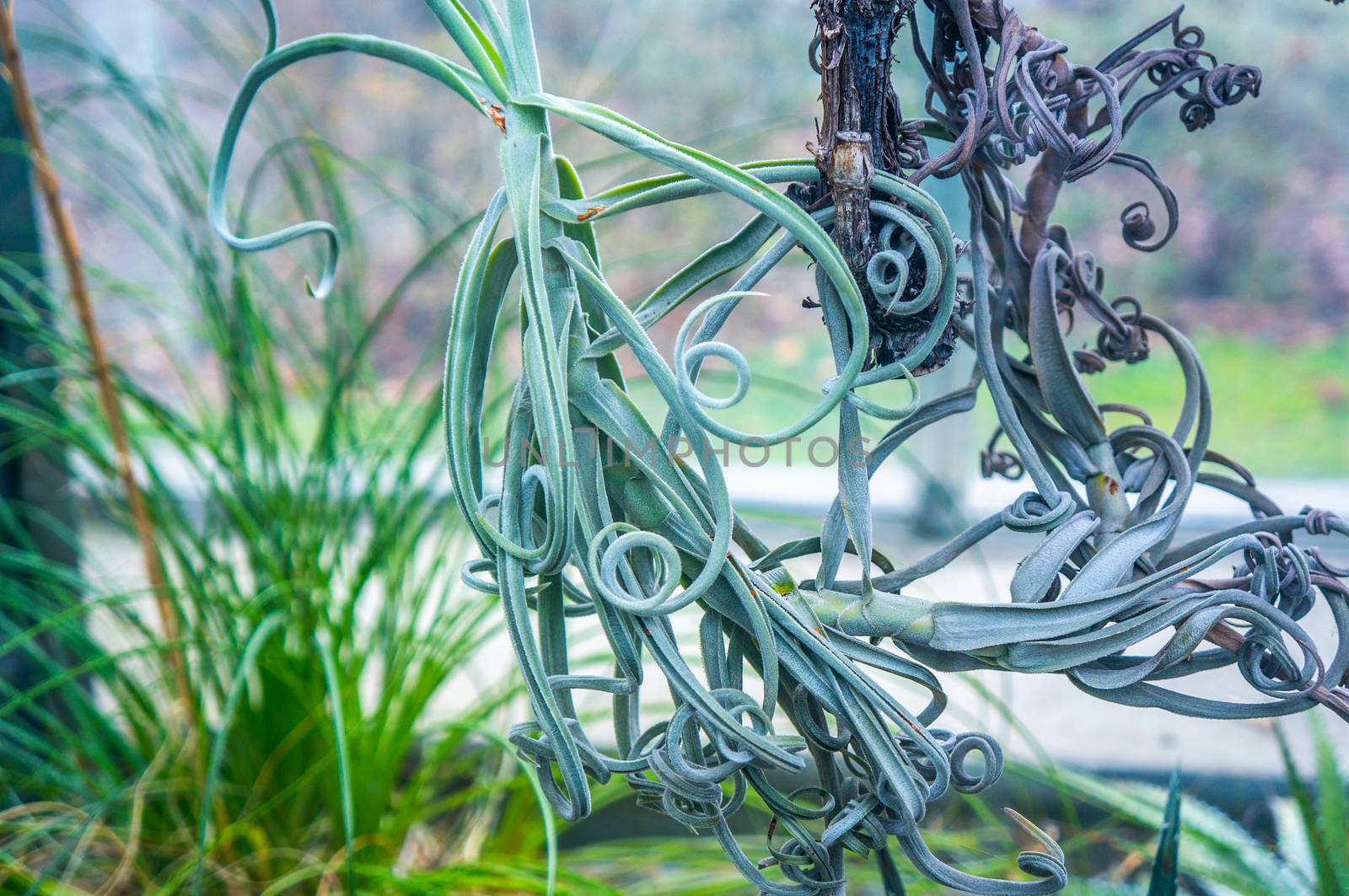 Curly mint green "tillandsia duratii" rainforest plant hanging in macro. Shot in natural daylight with green plants in the blurred background.