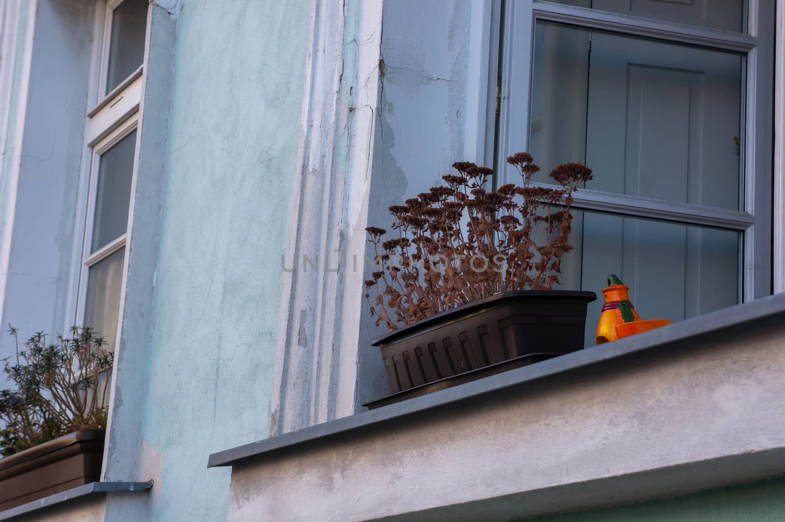 Open window looking out on windowsill with pots of dead dried flowers and bright orange detail. Classical european architecture in pastel mint green shot in natural light from below.