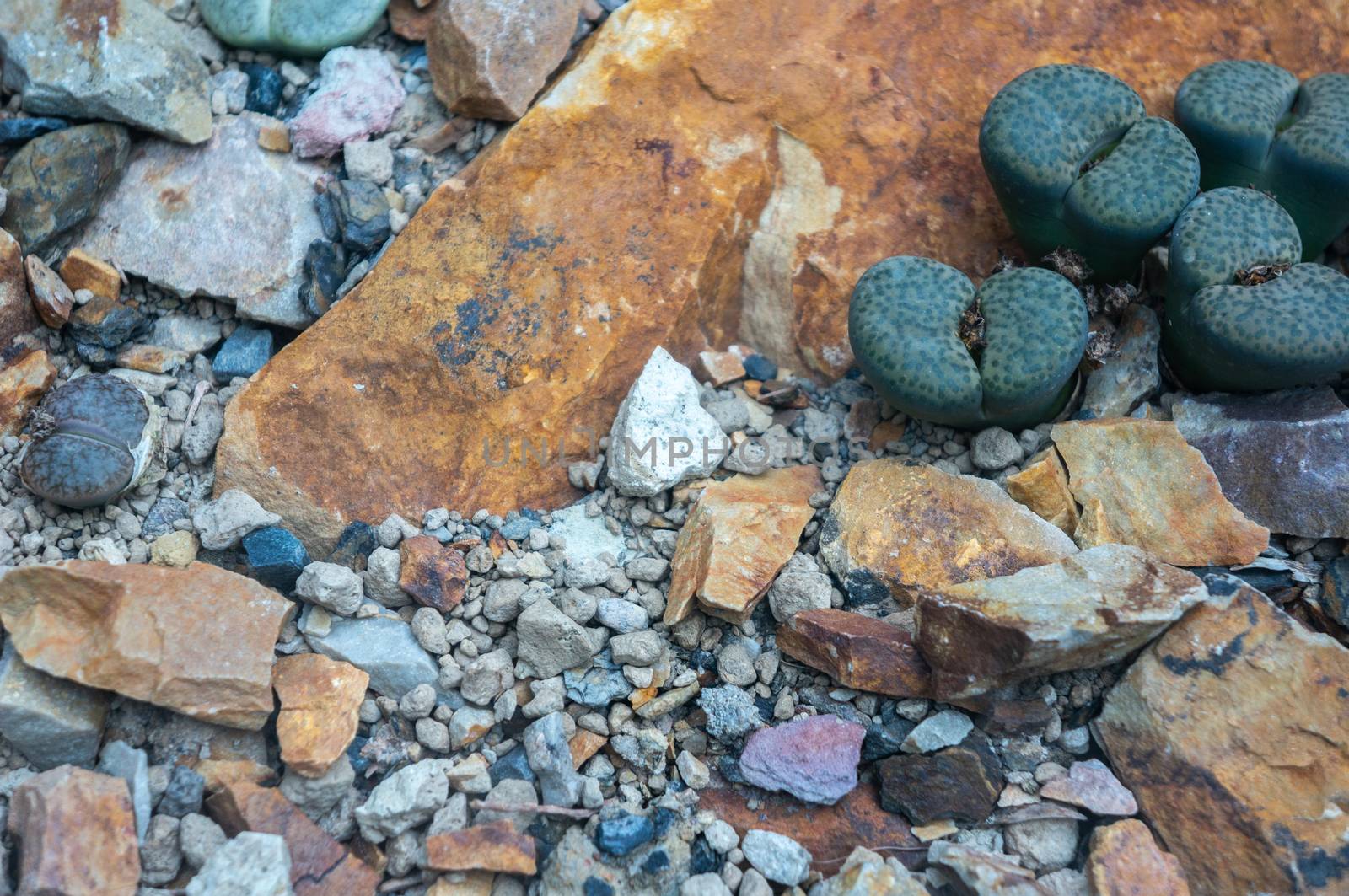 Desert barren backdrop of colourful rocks with dark green cactus by sara_lissaker