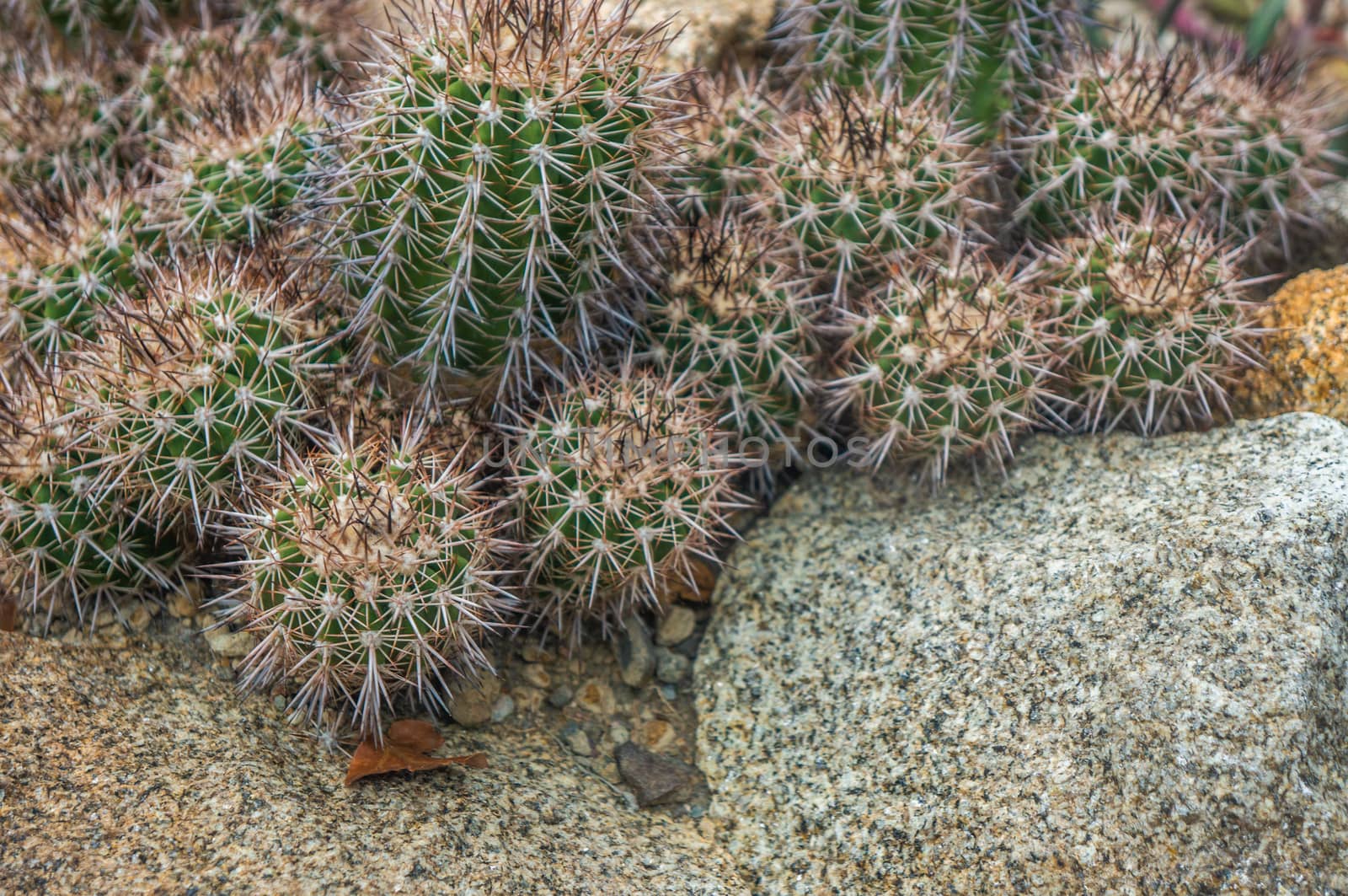 Group of dark green "copiapoa echinata" cactus with gold needles and selective focus. Shot in natural light with marbled rocks as background