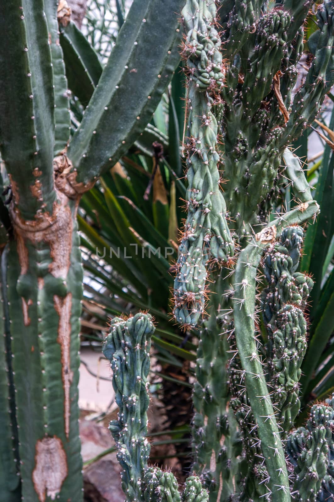Variety of dark green cactus plants backdrop on tropical jungle background. Shot in natural sunlight at botanical gardens, Prague.