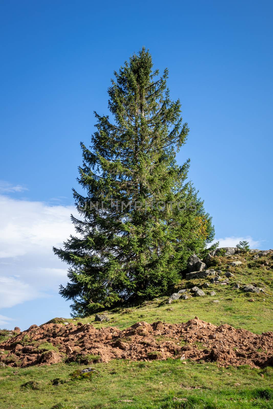 lonely fir tree in the mountains by magann