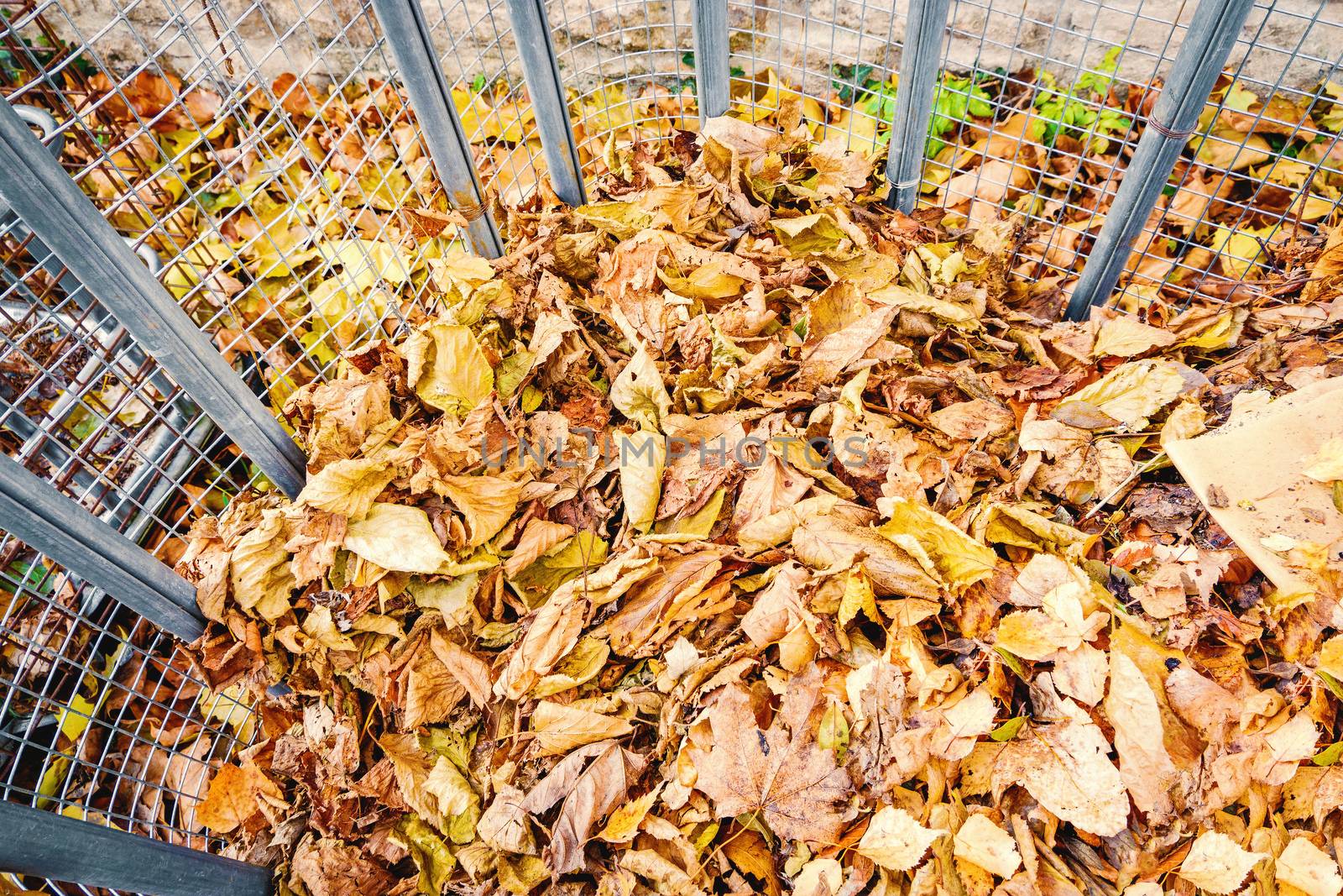 An image of an autumn foliage batch