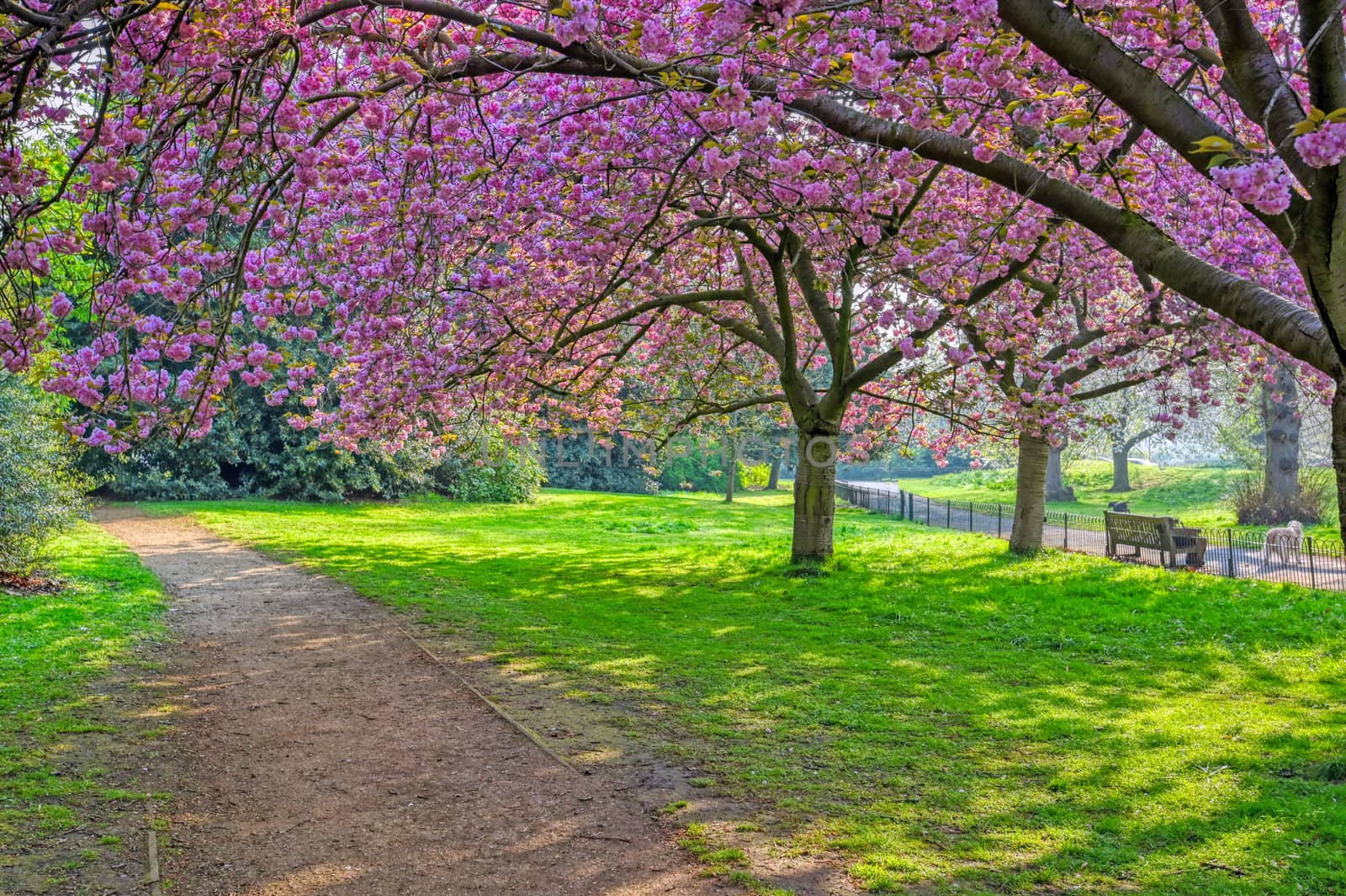 Spring in Hyde Park, London, United Kingdom by jbyard22