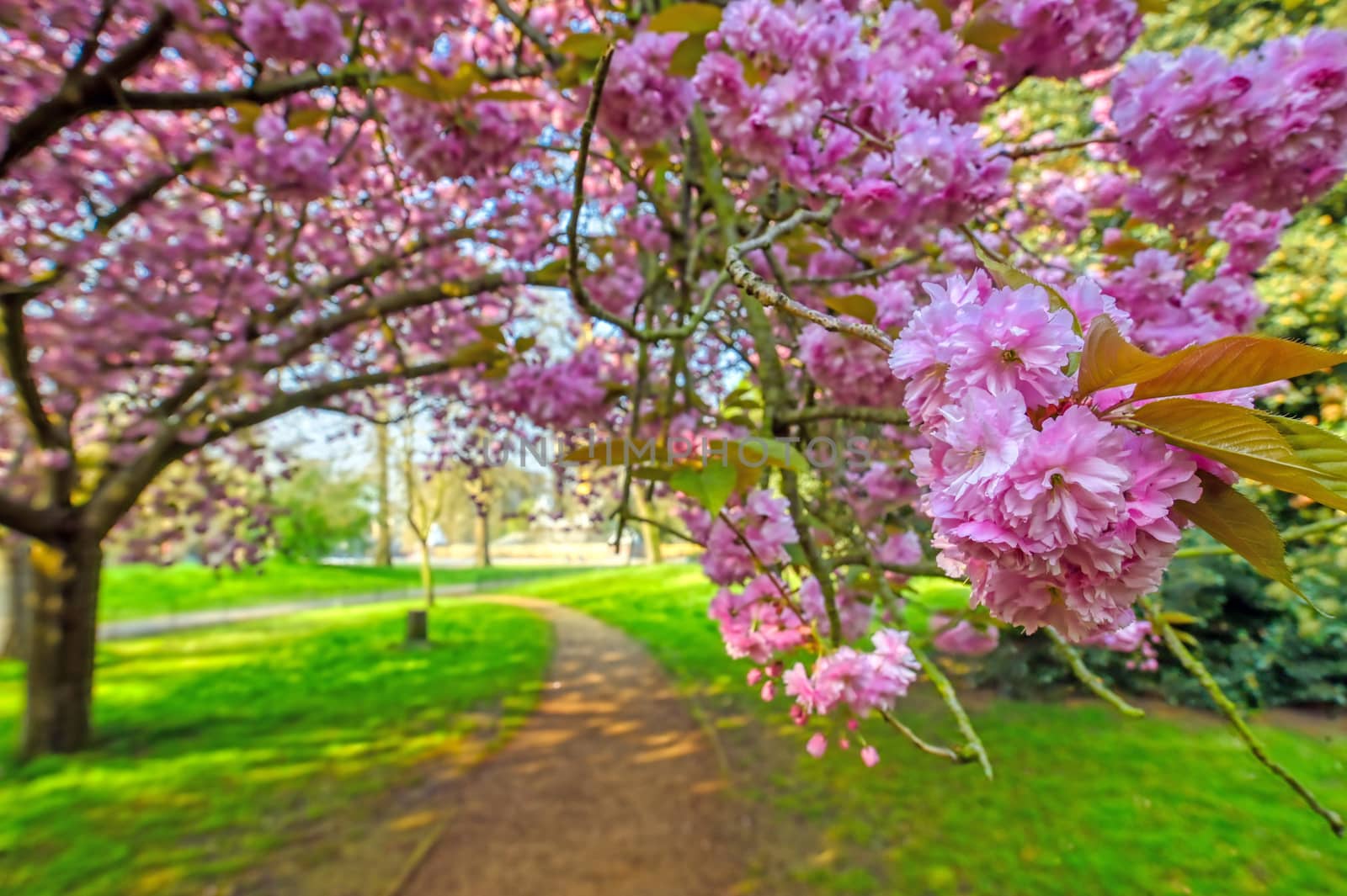 Spring in Hyde Park, London, United Kingdom by jbyard22