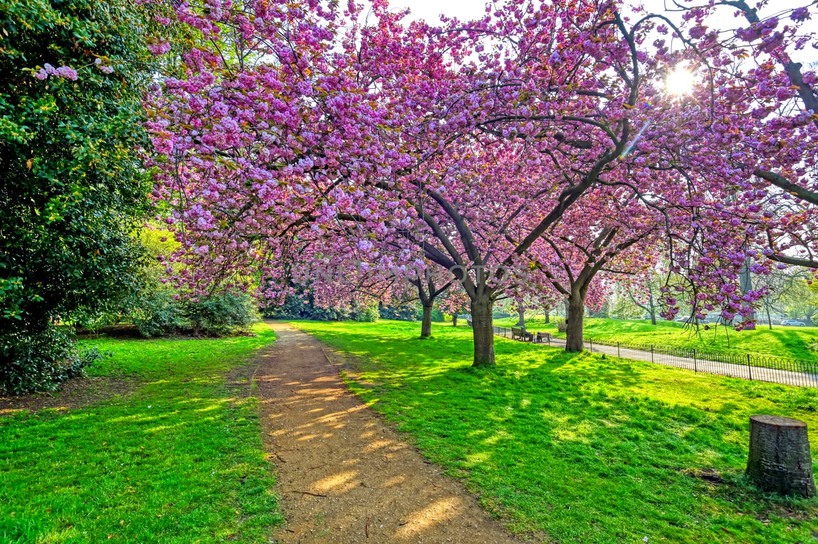 Spring in Hyde Park, London, United Kingdom by jbyard22