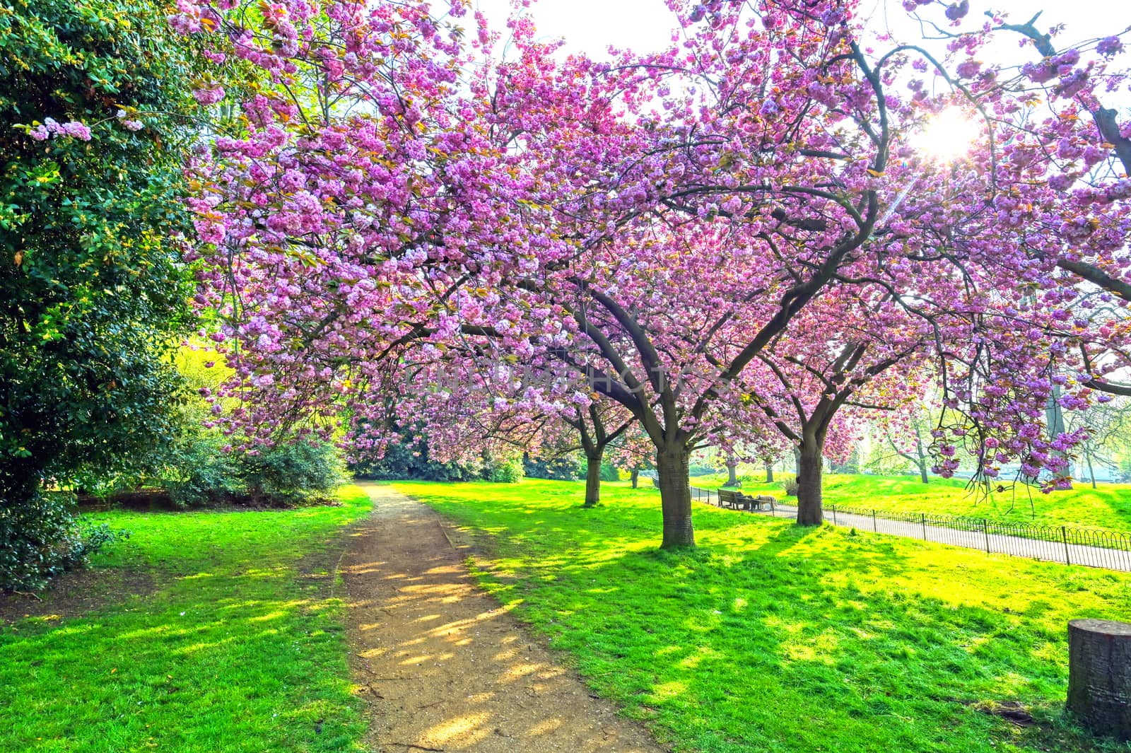 Spring in Hyde Park, London, United Kingdom by jbyard22