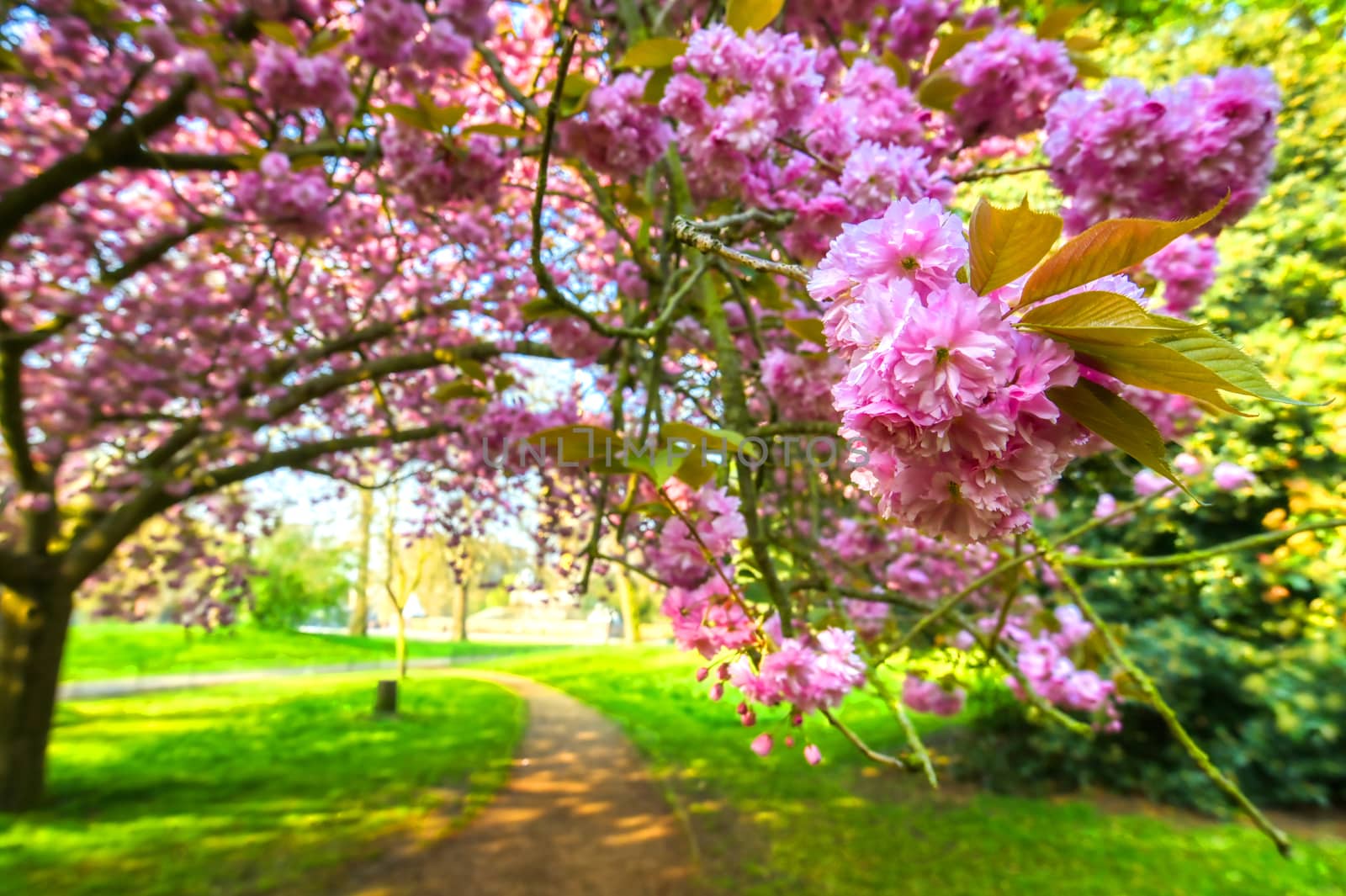 Spring in Hyde Park, London, United Kingdom by jbyard22