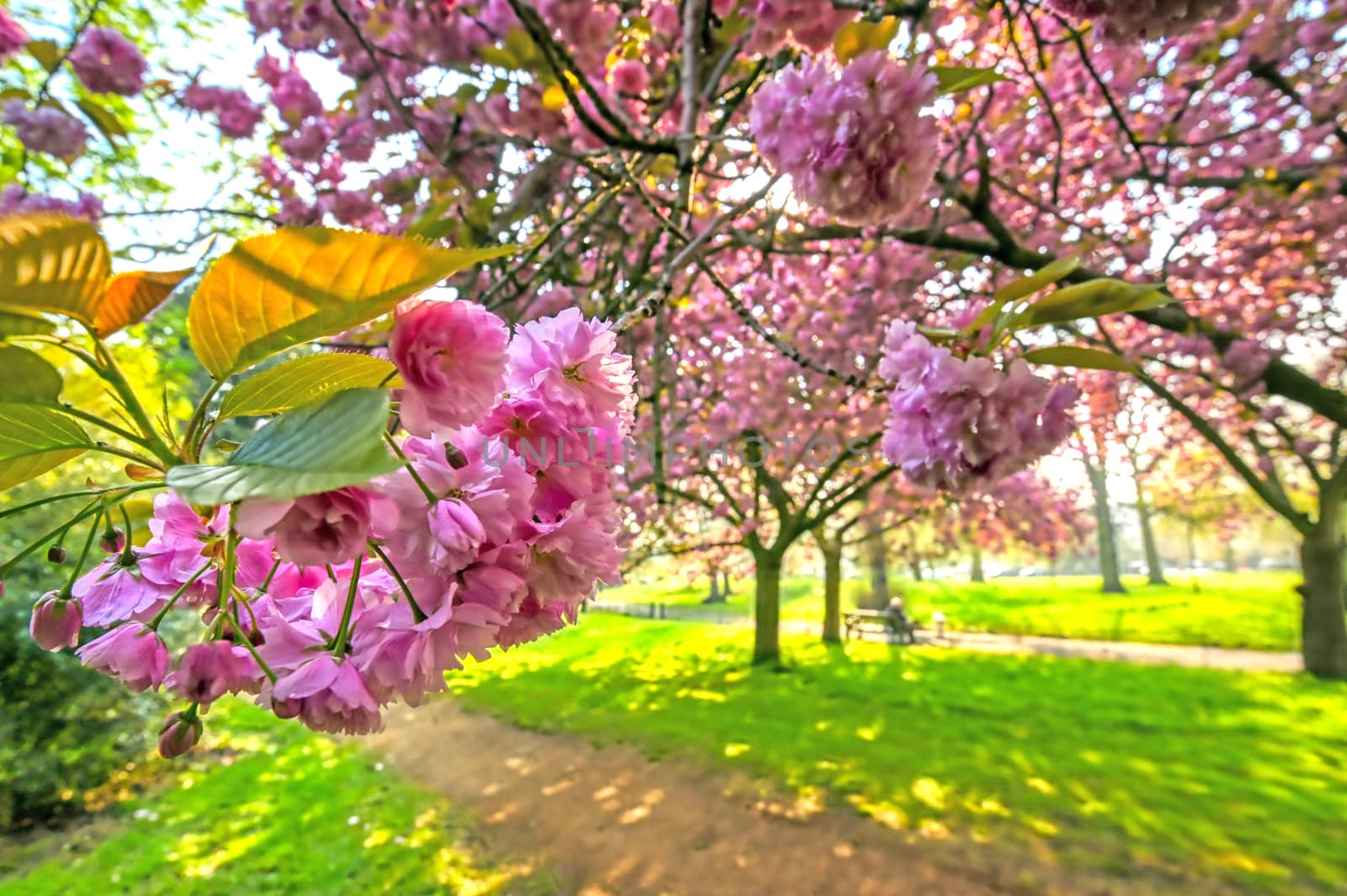 Spring in Hyde Park, London, United Kingdom by jbyard22