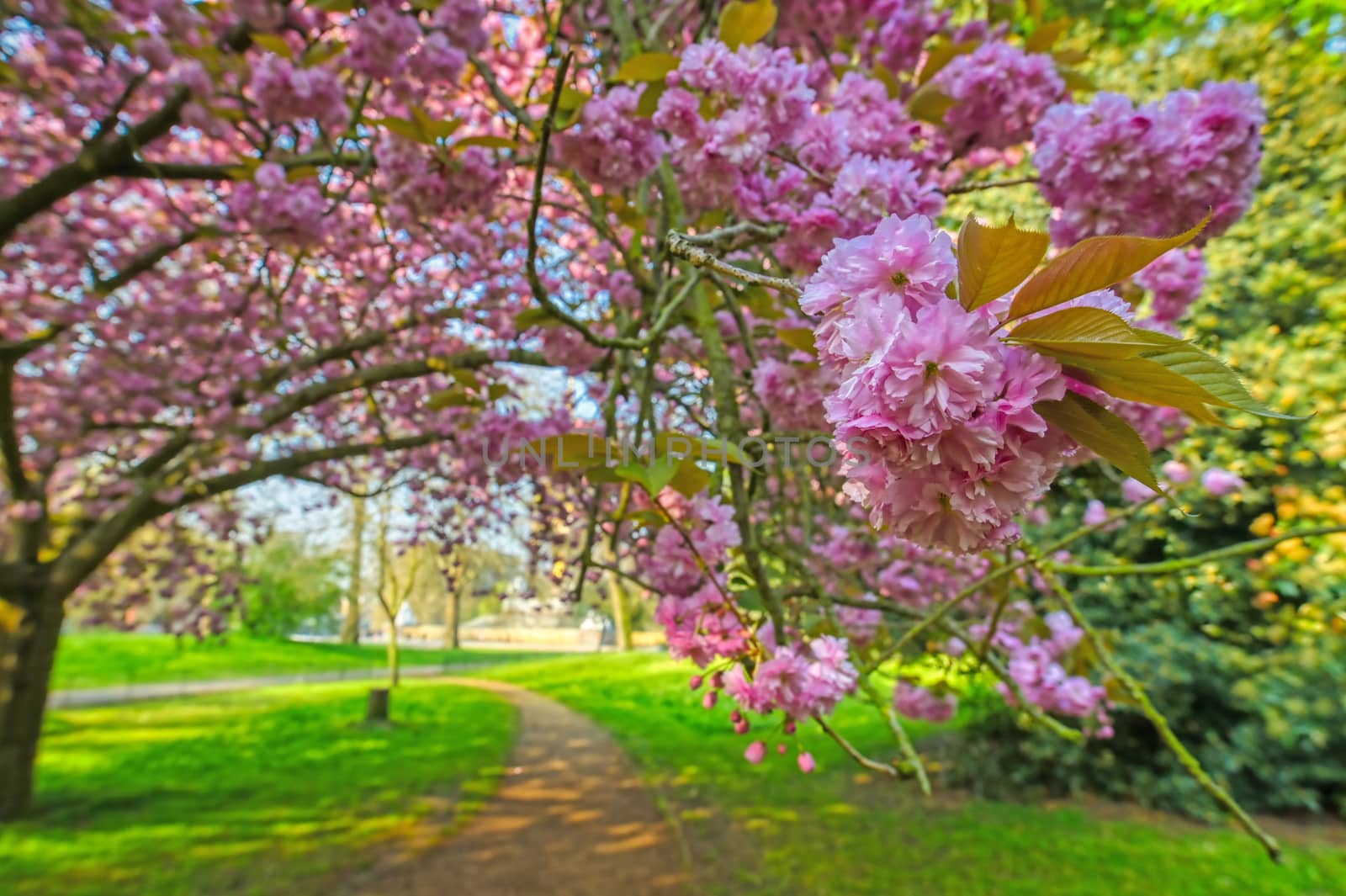 Spring in Hyde Park located in Central London, UK.