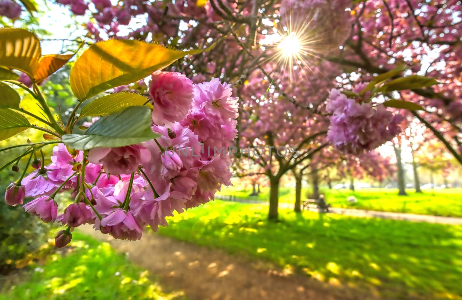 Spring in Hyde Park located in Central London, UK.